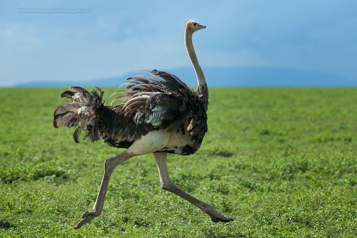 Strauß, HD Hintergrund, Tier, Vogel, Zbr2y, 1200x800 HD Desktop