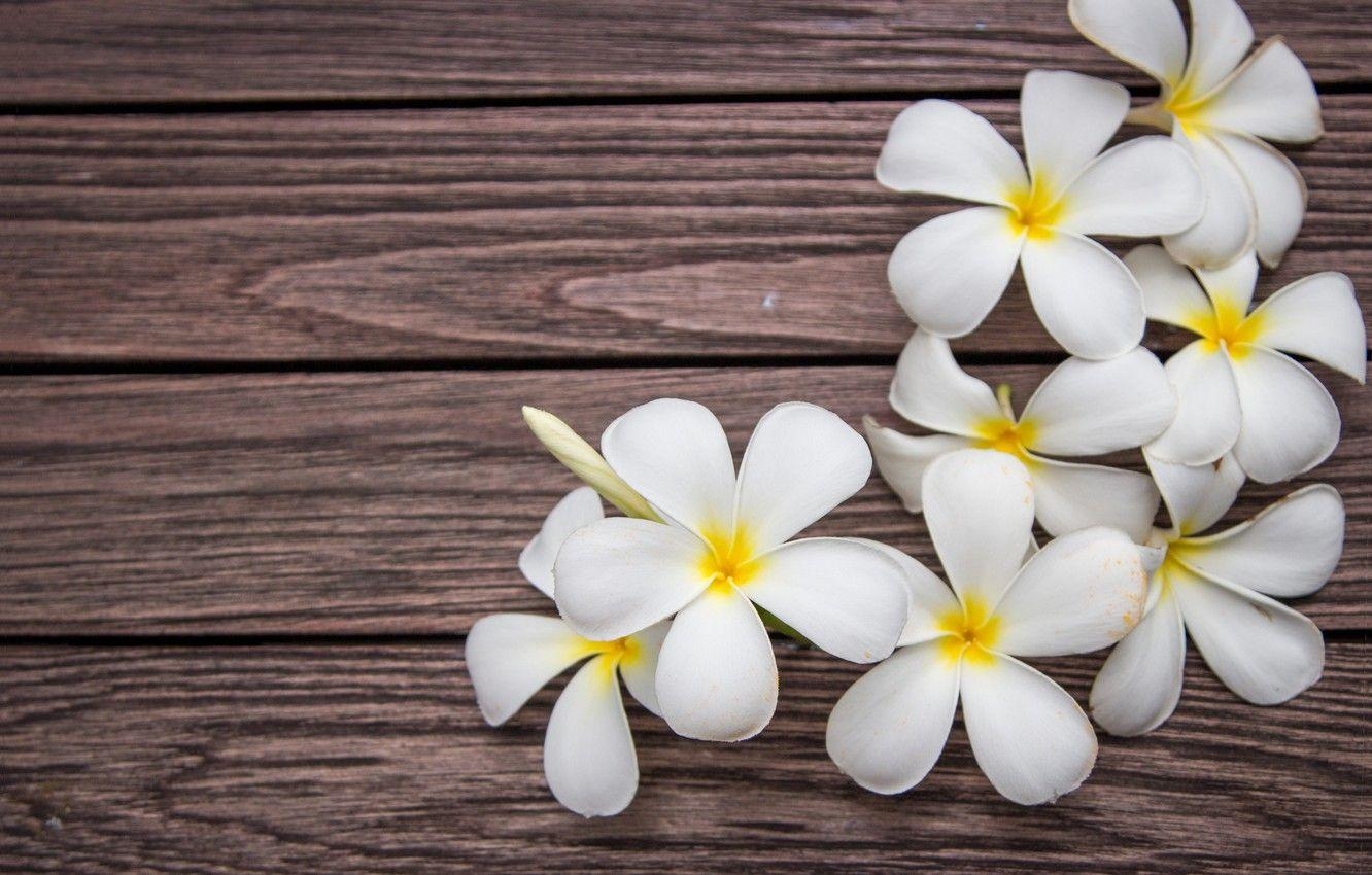 Plumeria, Blumen, Weiß, Holz, Bild, 1340x850 HD Desktop