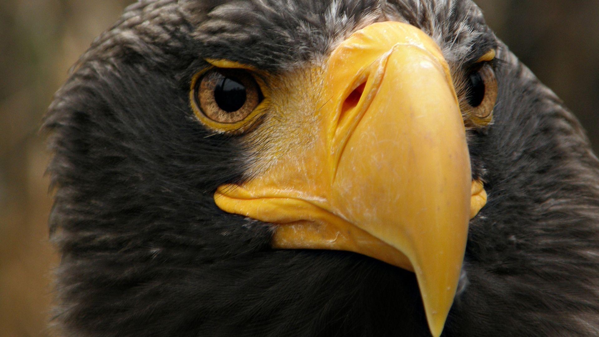 Adler, Hintergrund, Großartig, Natur, Raubvogel, 1920x1080 Full HD Desktop