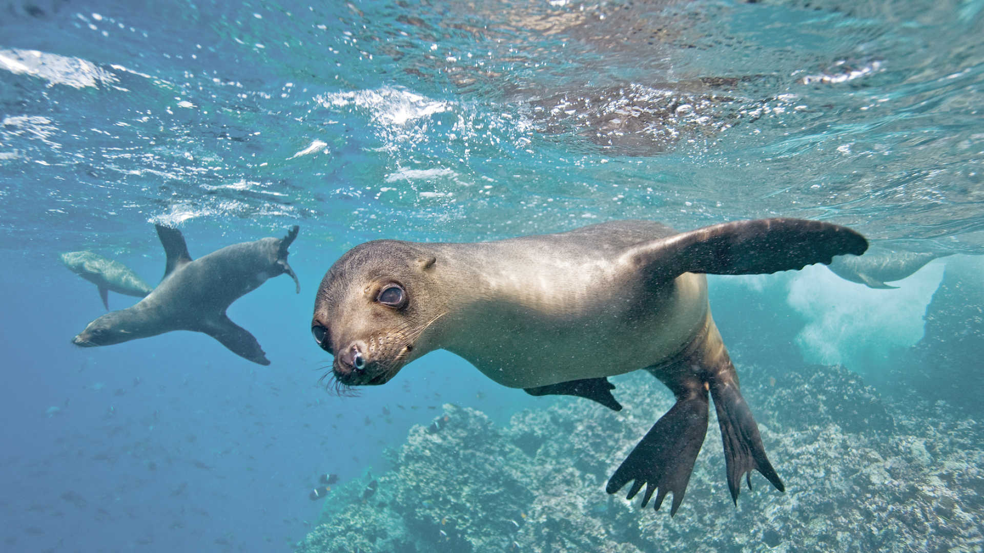 Galapagos-Inseln, Ferien, 2019, 2020, Urlaubsziele, 1920x1080 Full HD Desktop