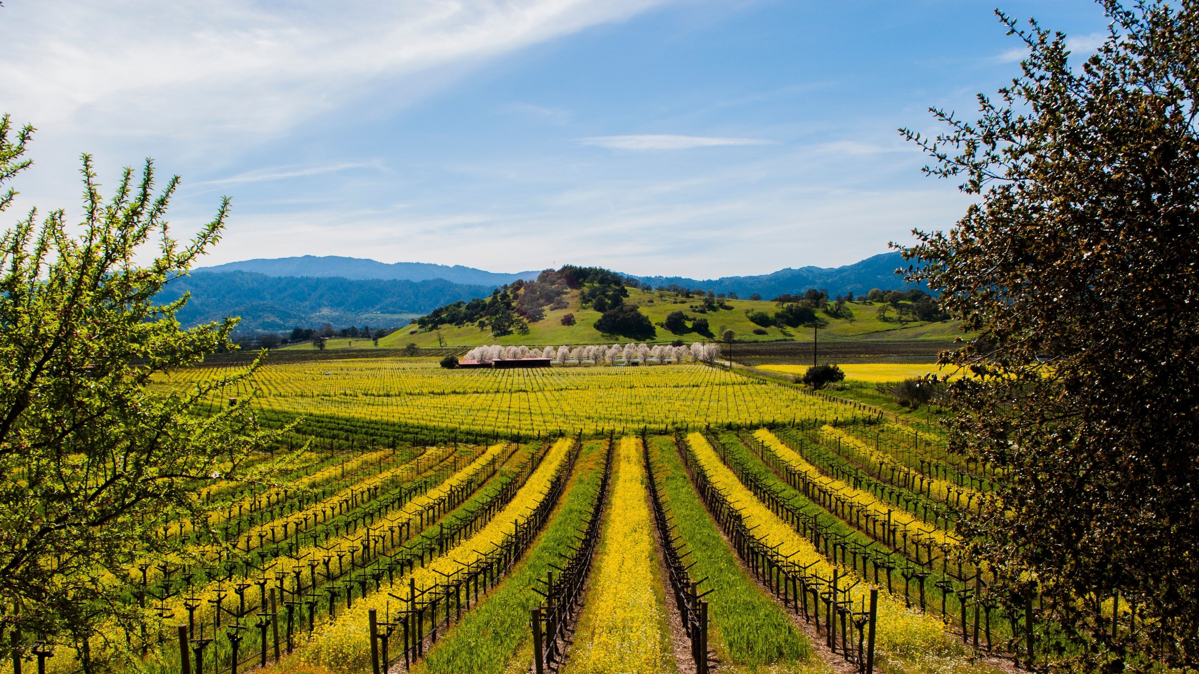 Napa Valley, Kalifornien, Wein, Bild, Landschaft, 3910x2200 4K Desktop