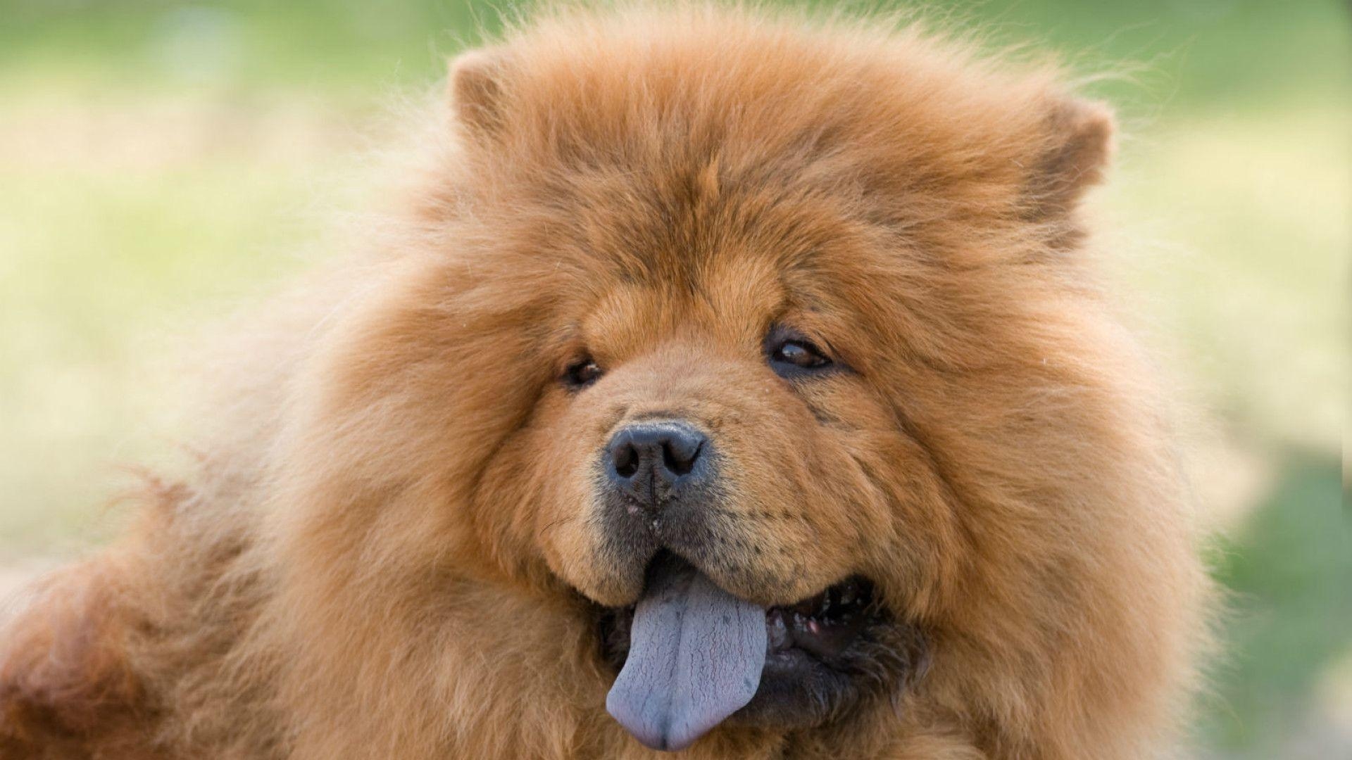 Chow Chow, Bild, Hintergrund, Tier, Hund, 1920x1080 Full HD Desktop