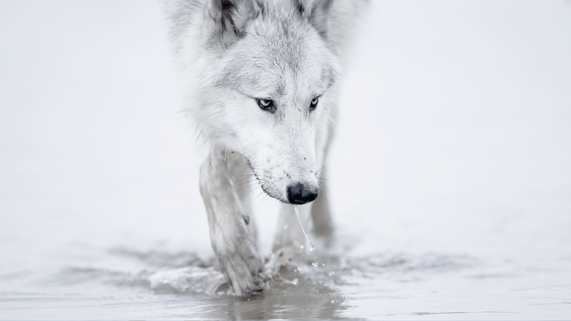 Schneewolf, Arktisch, Tier, Hintergrund, Wolf, 1920x1080 Full HD Desktop