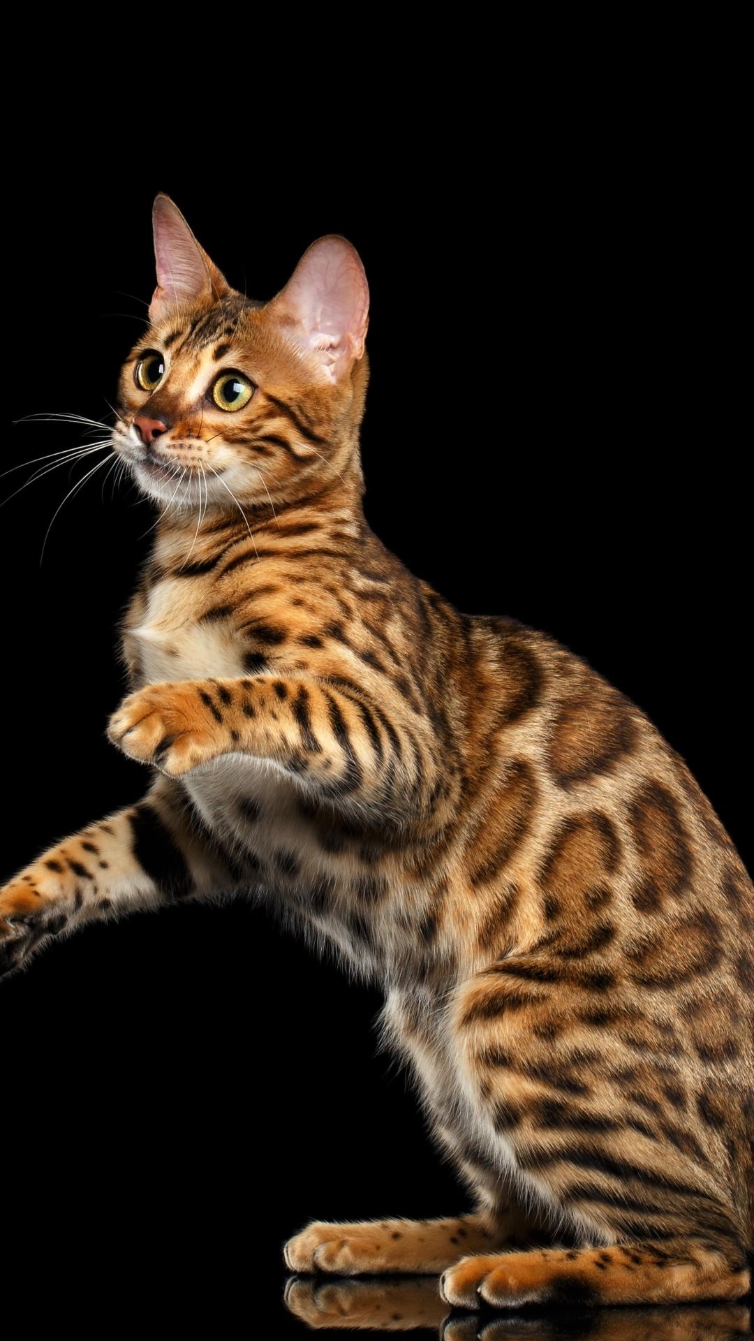 Bengalkatze, Handy, Hintergrund, iPhone, Tier, 1080x1920 Full HD Handy