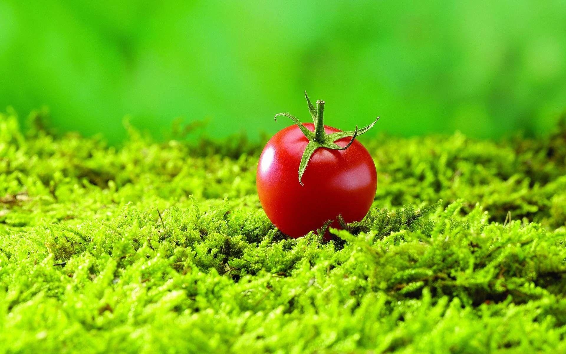 Tomate, Essen, Natur, Hintergrund, Lebensmittel, 1920x1200 HD Desktop