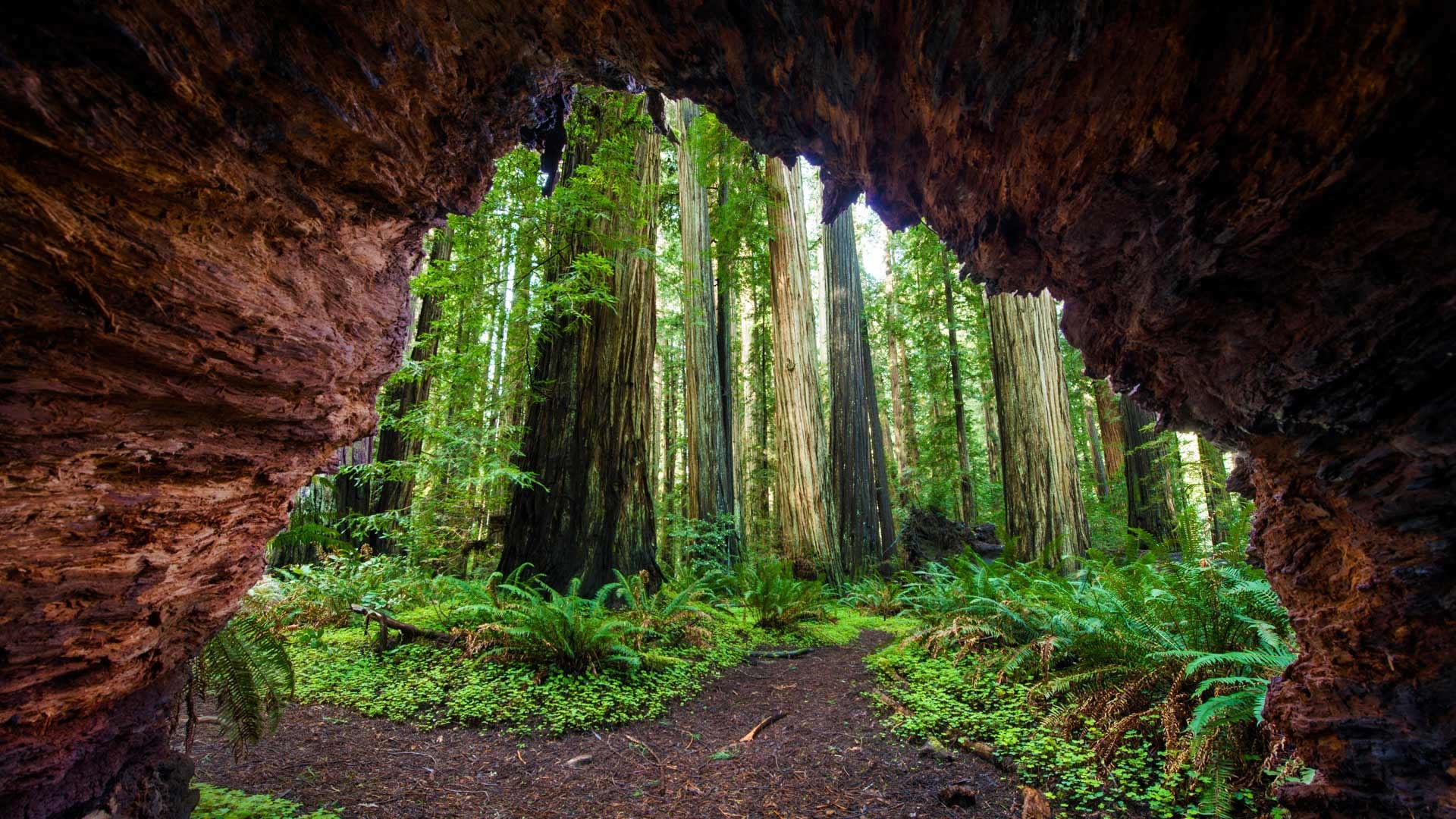 Redwoods, Jedediah, Nationalpark, Kalifornien, Natur, 1920x1080 Full HD Desktop