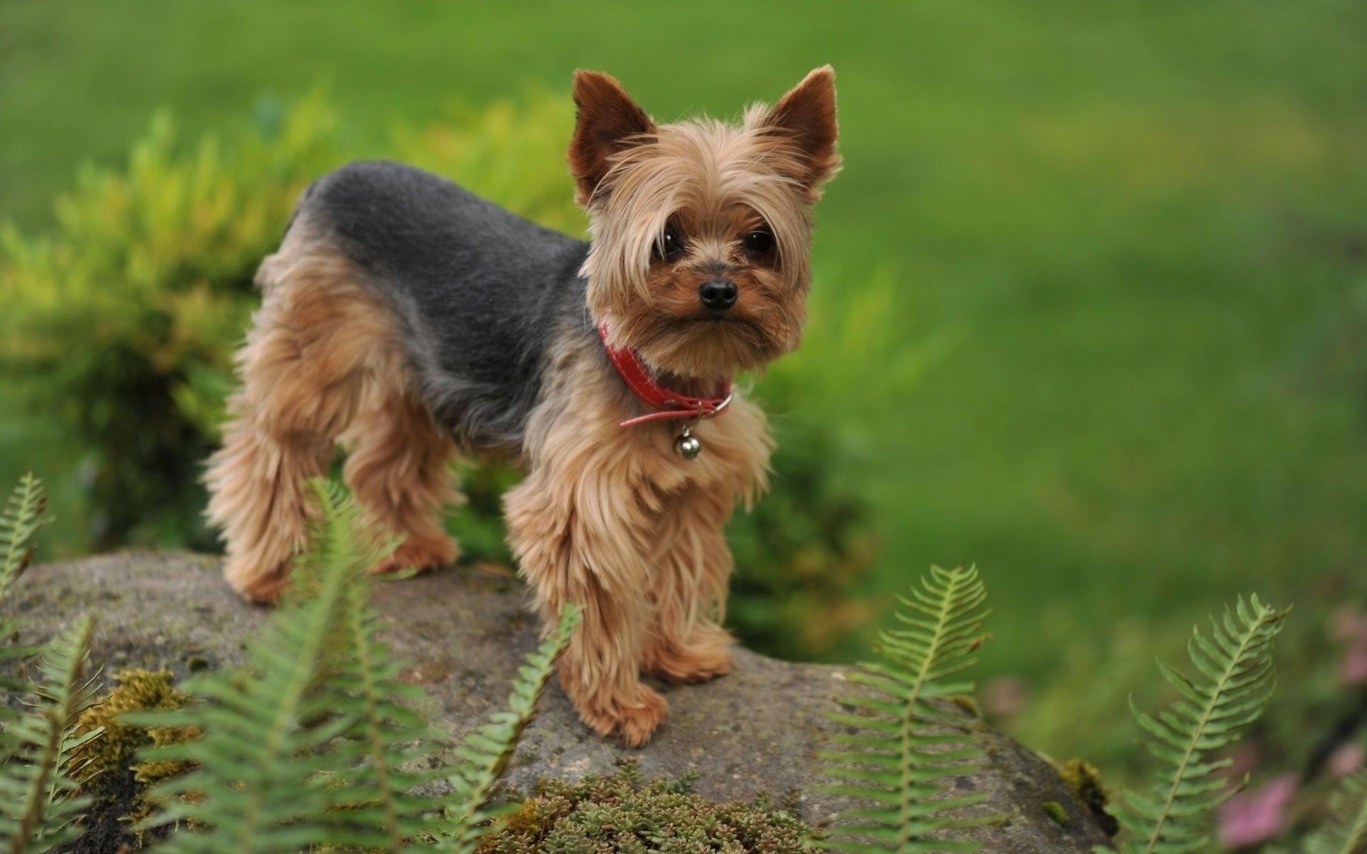 Yorkshire Terrier, Computer, Hintergrund, Tierportrait, Hundebild, 1920x1200 HD Desktop