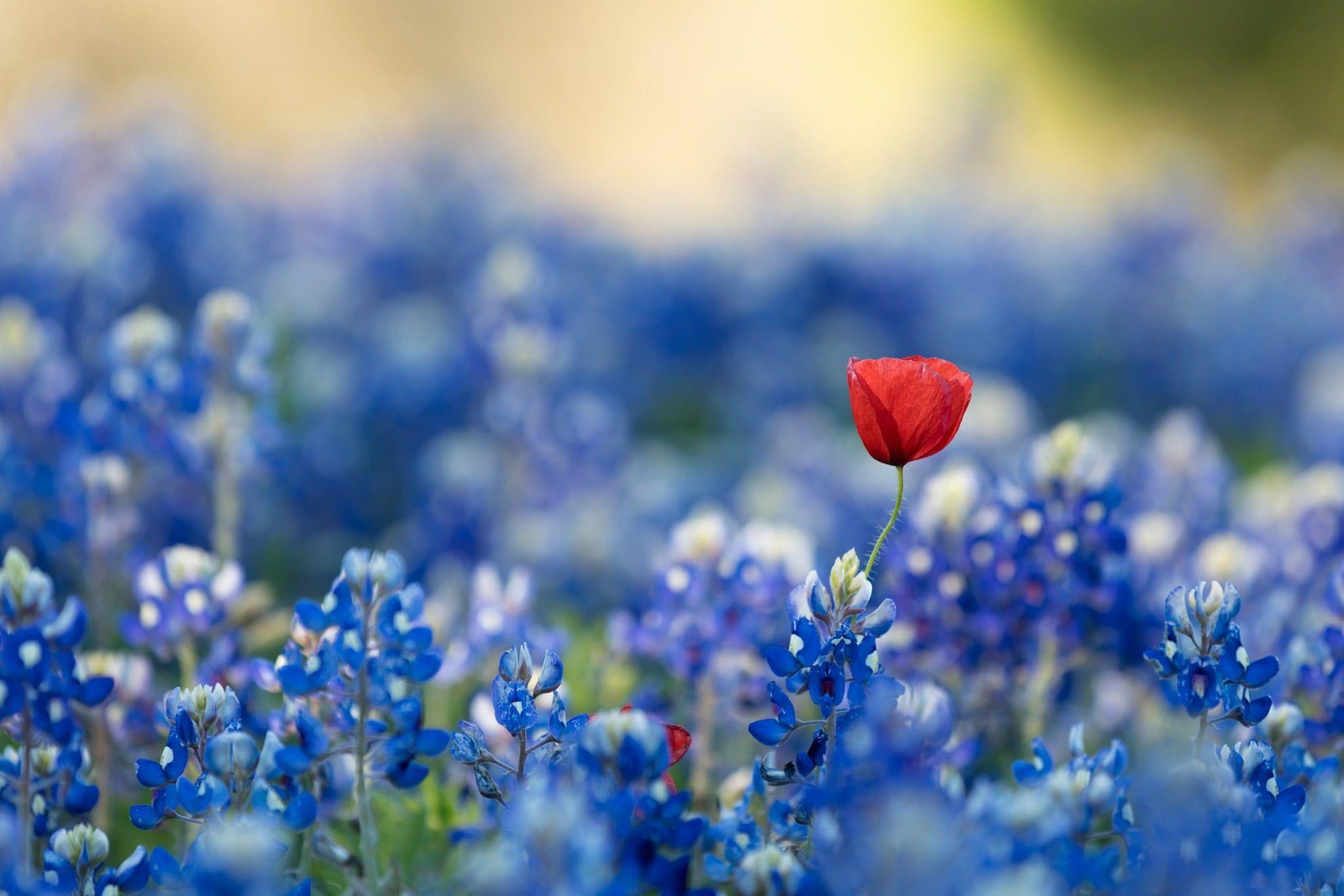 Rote Mohnblume, Blausalbei, Blumen, Natur, 2050x1370 HD Desktop