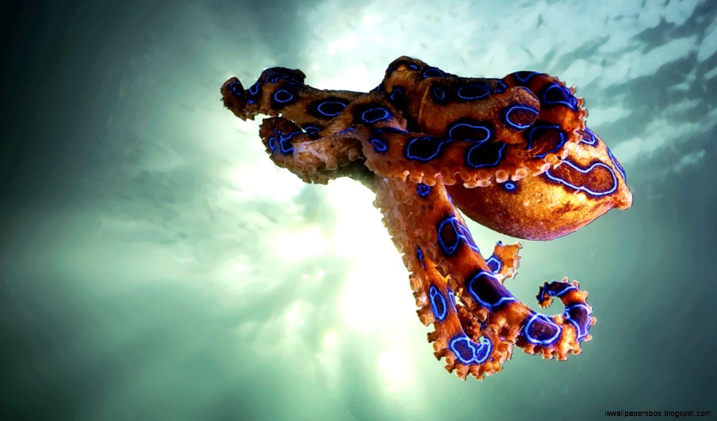 Oktopus, Wallpaper, Bild, Kreatur, Meeresbewohner, 1440x850 HD Desktop