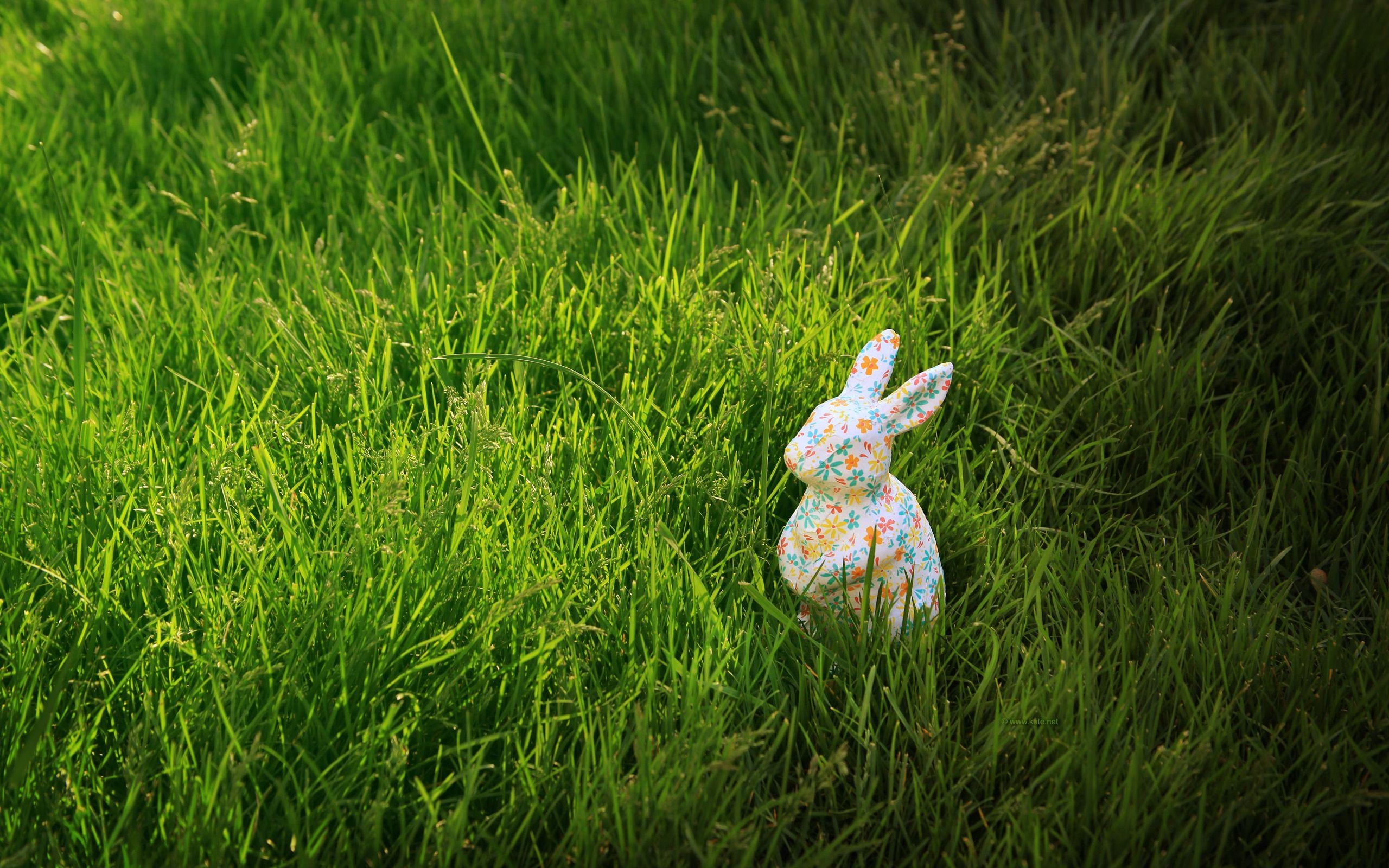 Ostern, Kostenlos, Feiertag, Desktop, Katenet, 2560x1600 HD Desktop