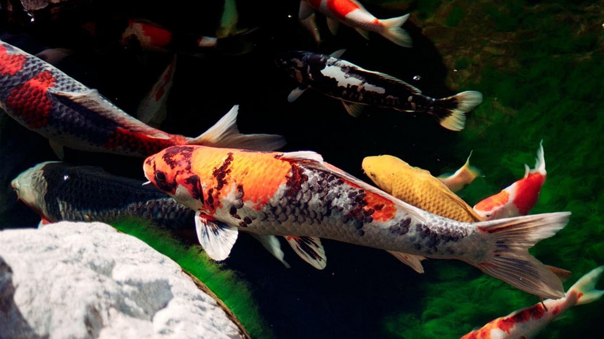 Koi, Fische, Schön, Japanisch, Aqua, 1920x1080 Full HD Desktop