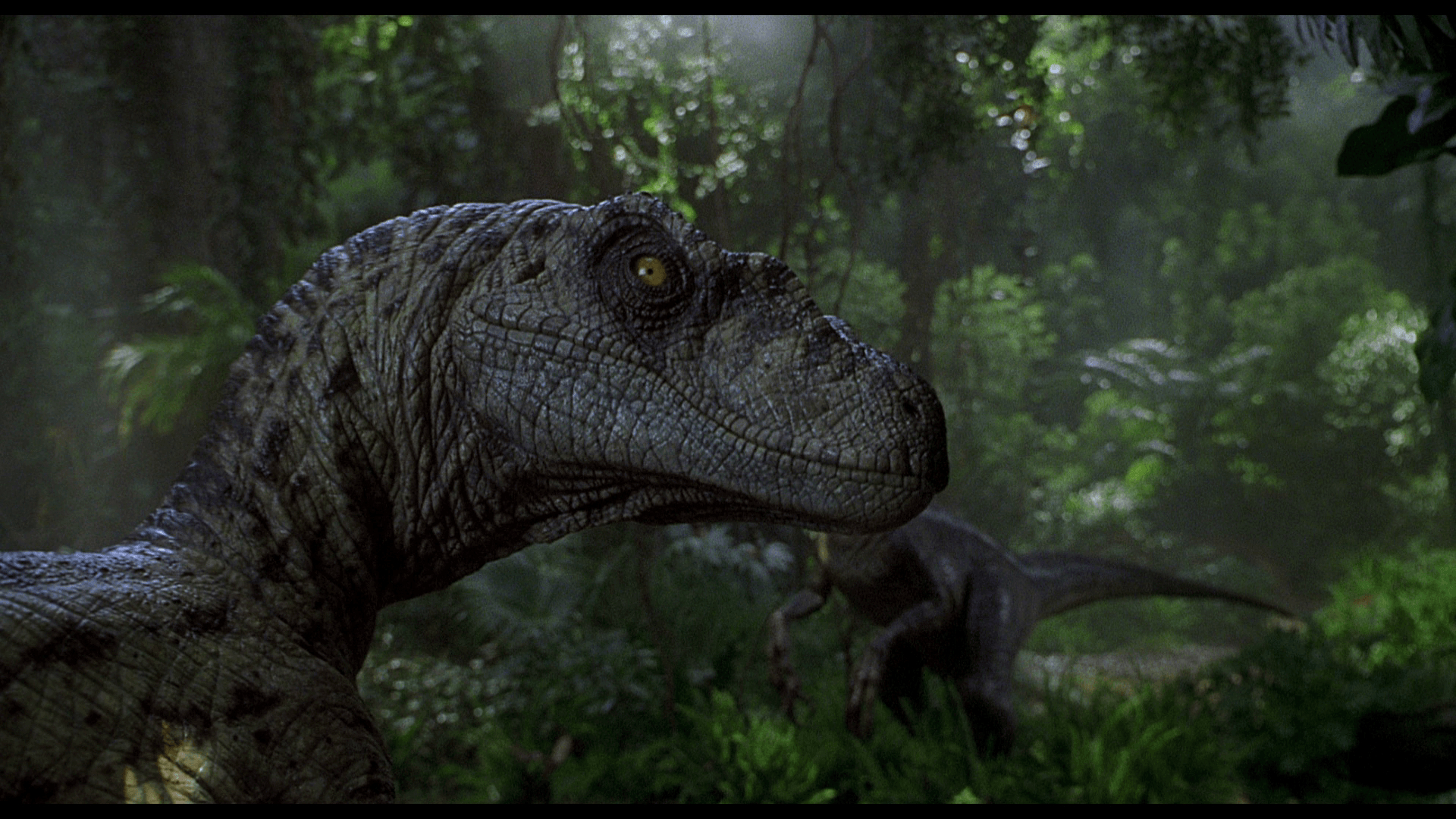 Velociraptor, Tier, Dinosaurier, Hintergrund, 1920x1080 Full HD Desktop