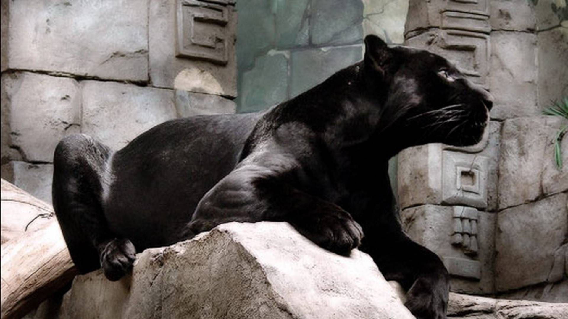 Schwarzer Panther, HD, Tierbild, Desktop, Hintergrund, 1920x1080 Full HD Desktop