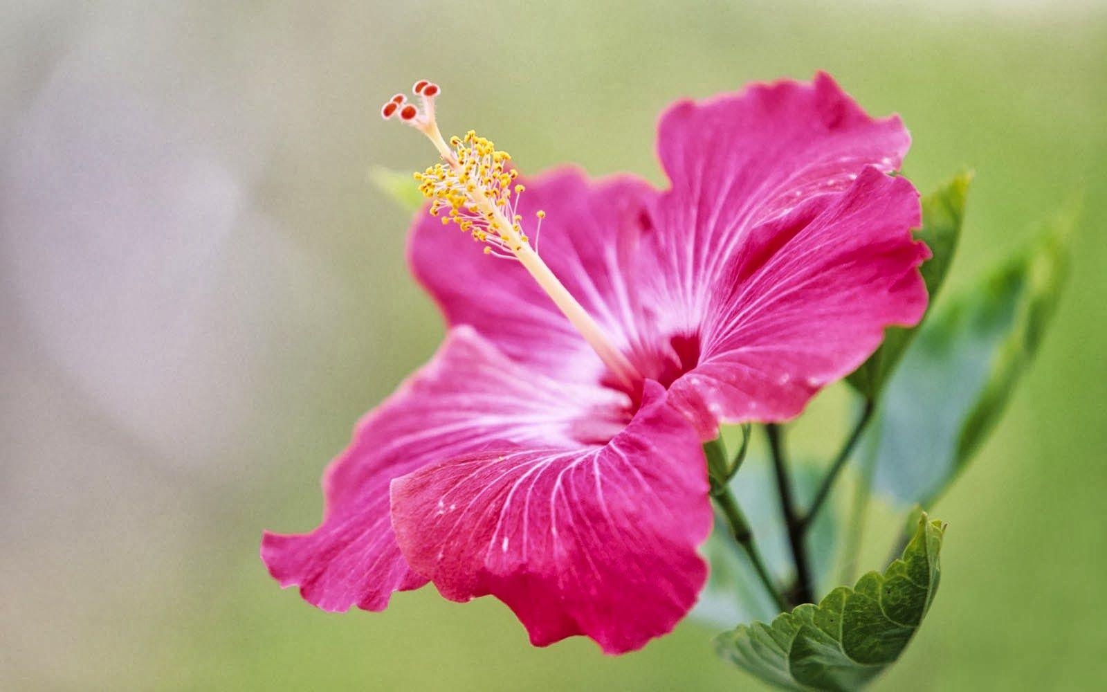 Hibiskus, Rosa Blüte, Naturfarben, Pflanzenwelt, Paradies, 1600x1000 HD Desktop