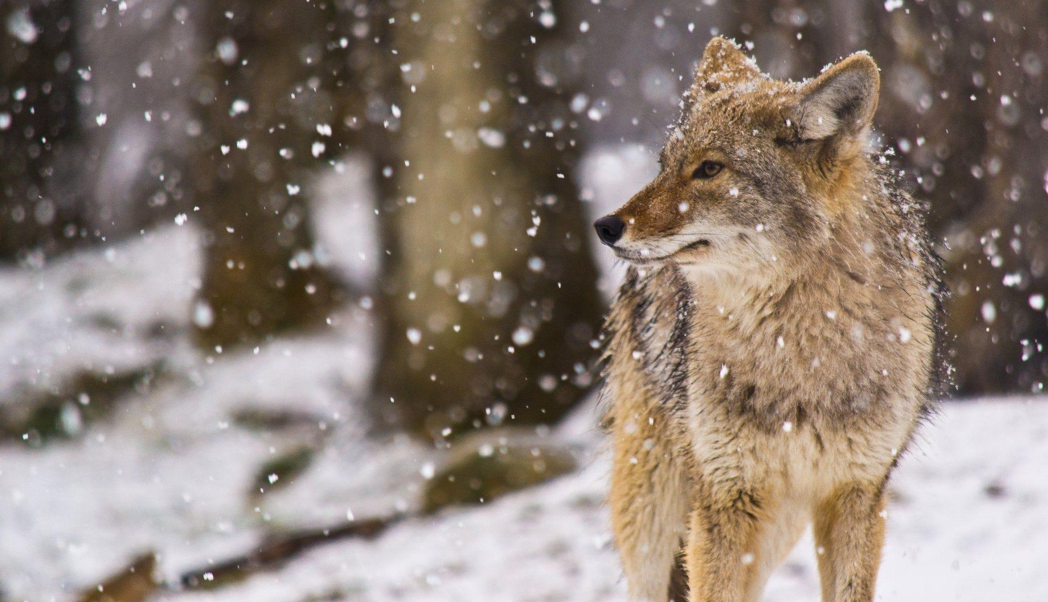 Coyote, HD, Bild, Natur, Tierwelt, 2050x1180 HD Desktop