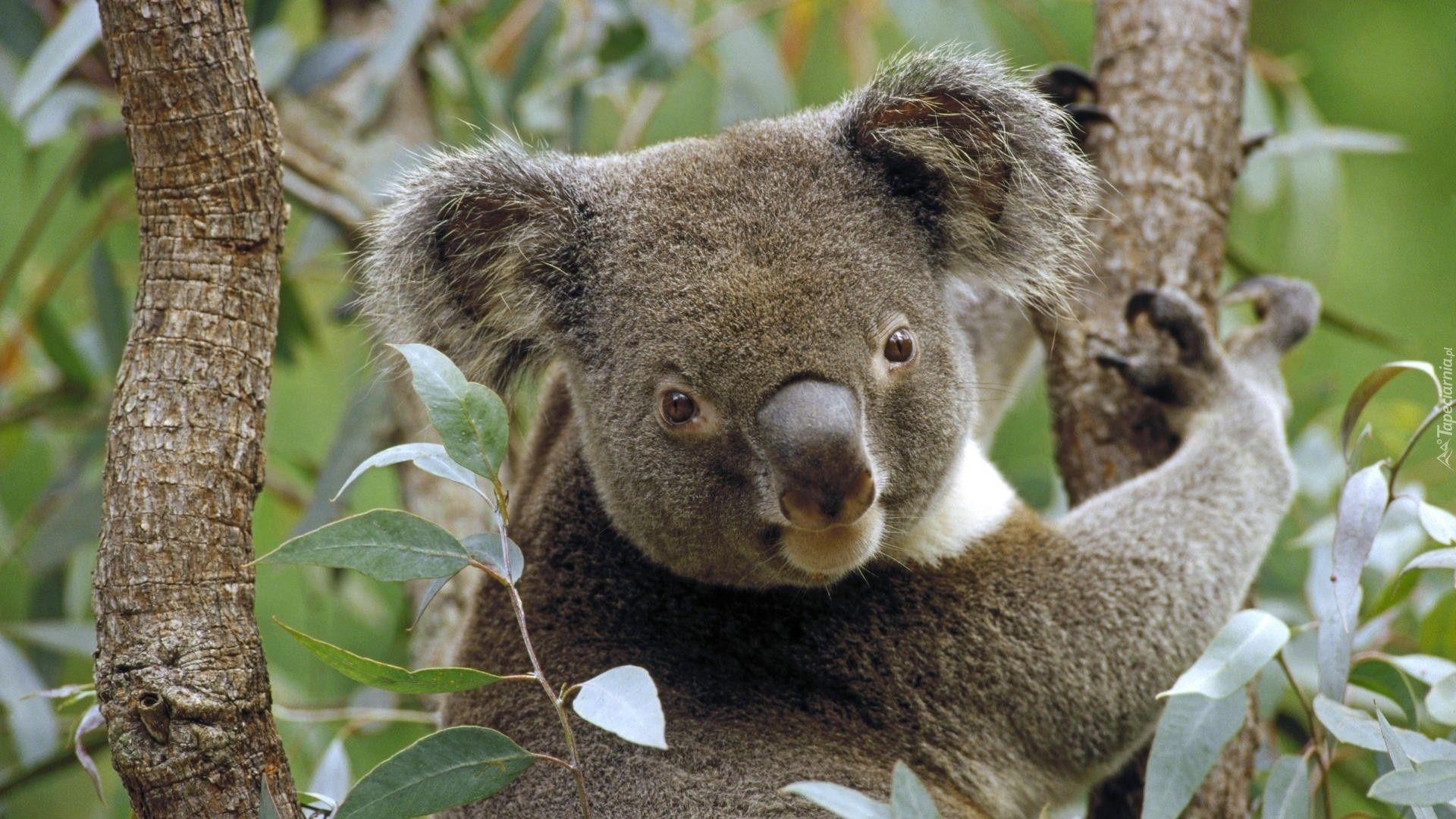 Koala, Australien, Tiere, Eukalyptus, Hintergrund, 1920x1080 Full HD Desktop