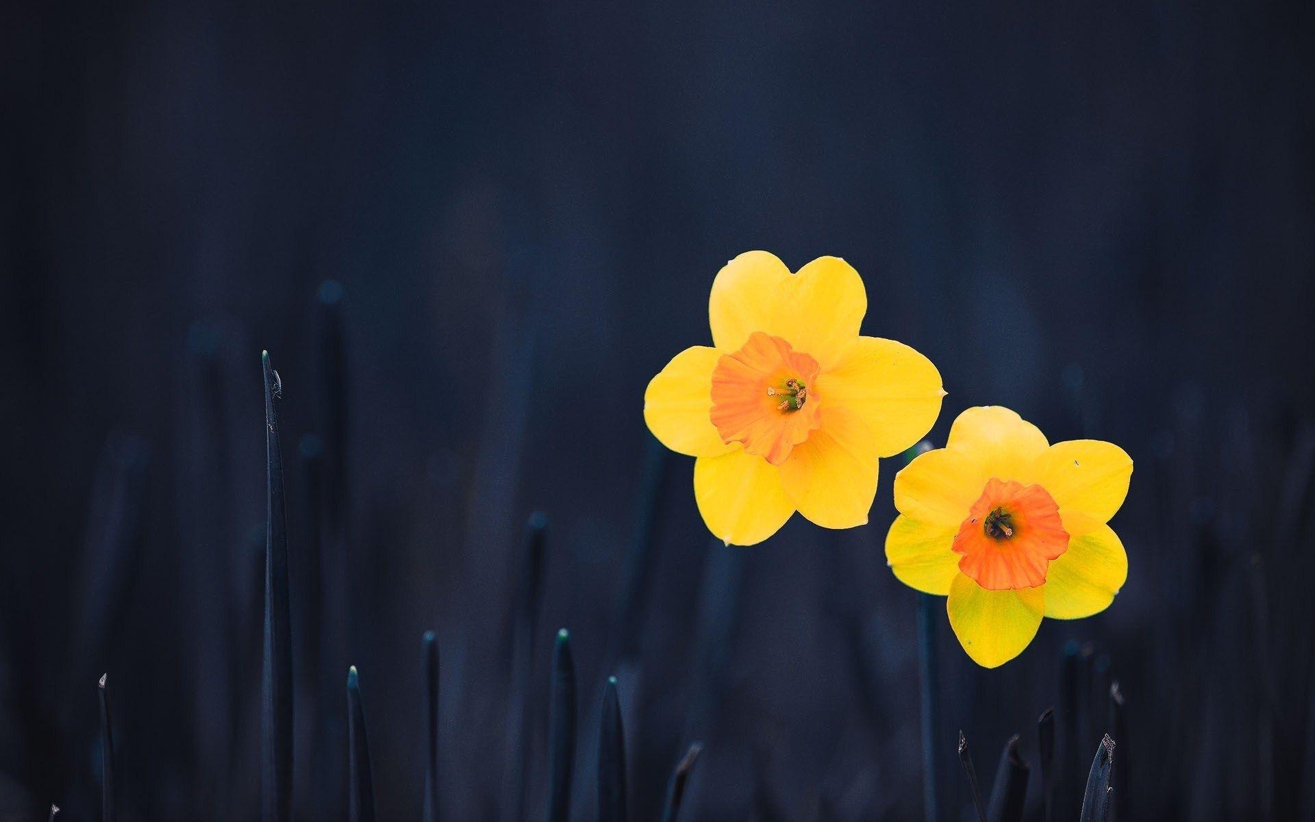 Narzissen, Free Download, Bilder, Natur, Wallpaper, 1920x1200 HD Desktop