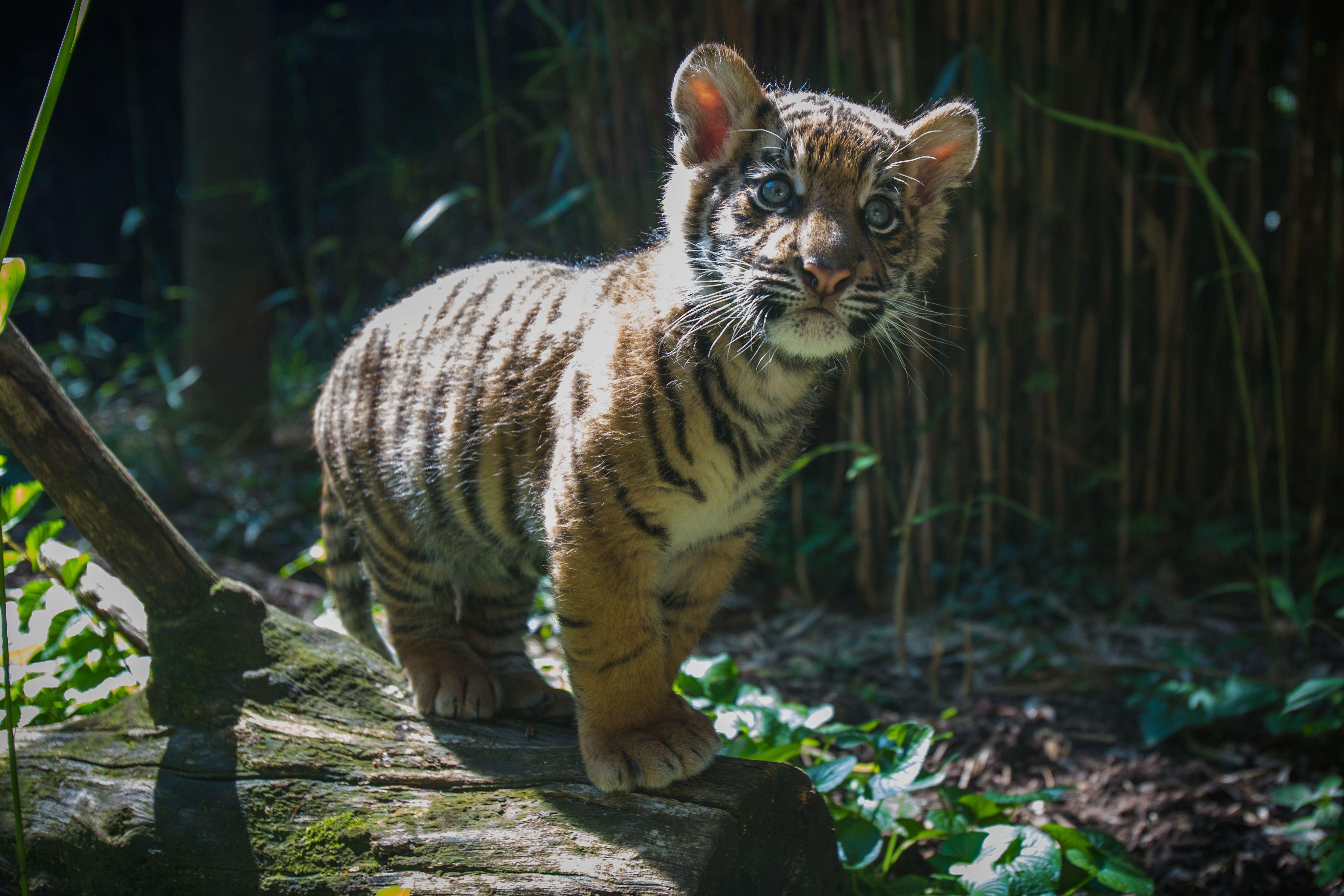 Tigerbaby, Natur, Jungtiere, Tiere, Wild, 4790x3190 4K Desktop