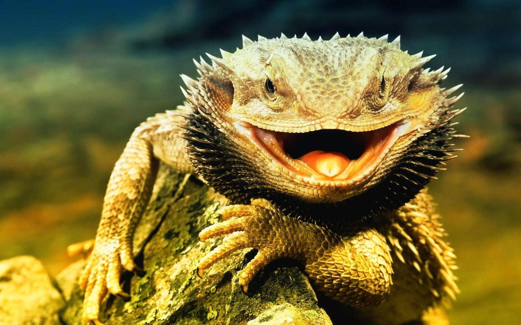 Eidechse, Tiere, Reptilien, Hintergrund, HD, 1680x1050 HD Desktop