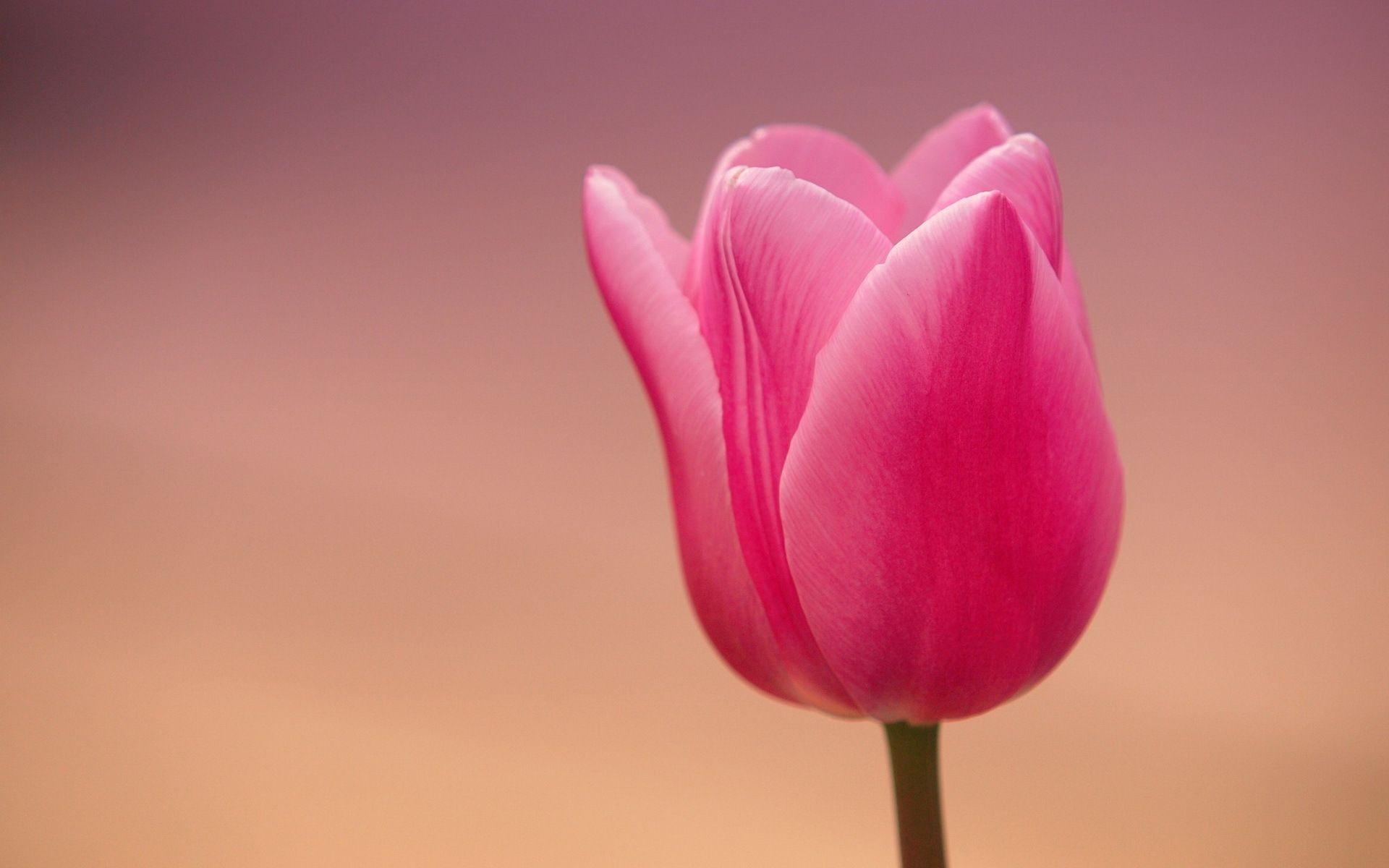 Tulpe Natur, schön, Hintergrund, 45391, Frühling, 1920x1200 HD Desktop