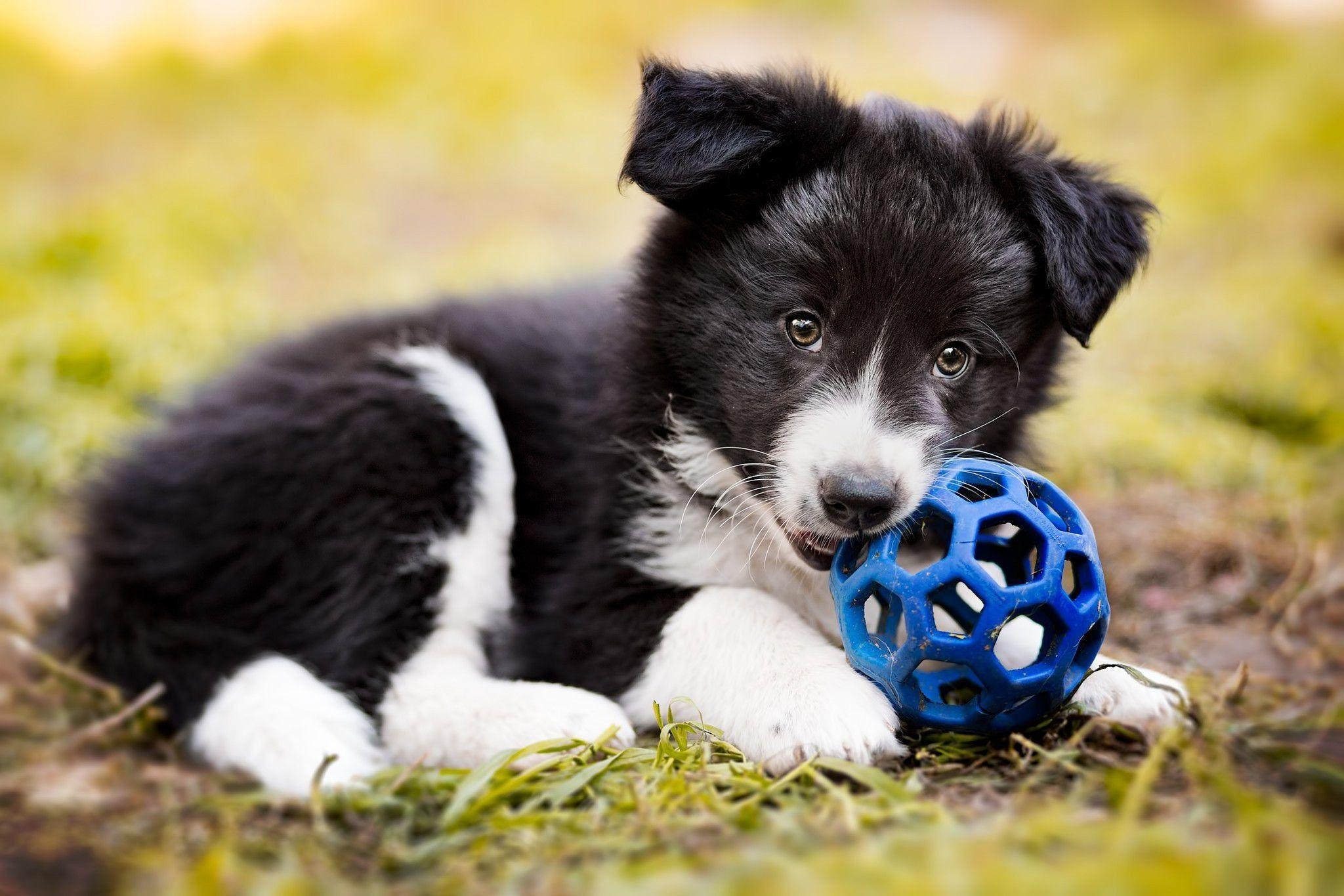 Border Collie, schwarzweiß, Hund, Tier, Porträt, 2050x1370 HD Desktop