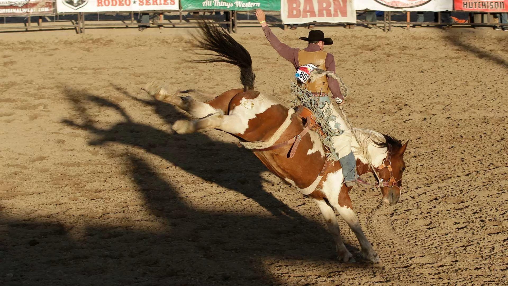 Rodeo, HD, Kostenfrei, Sport, Hintergrund, 1920x1080 Full HD Desktop