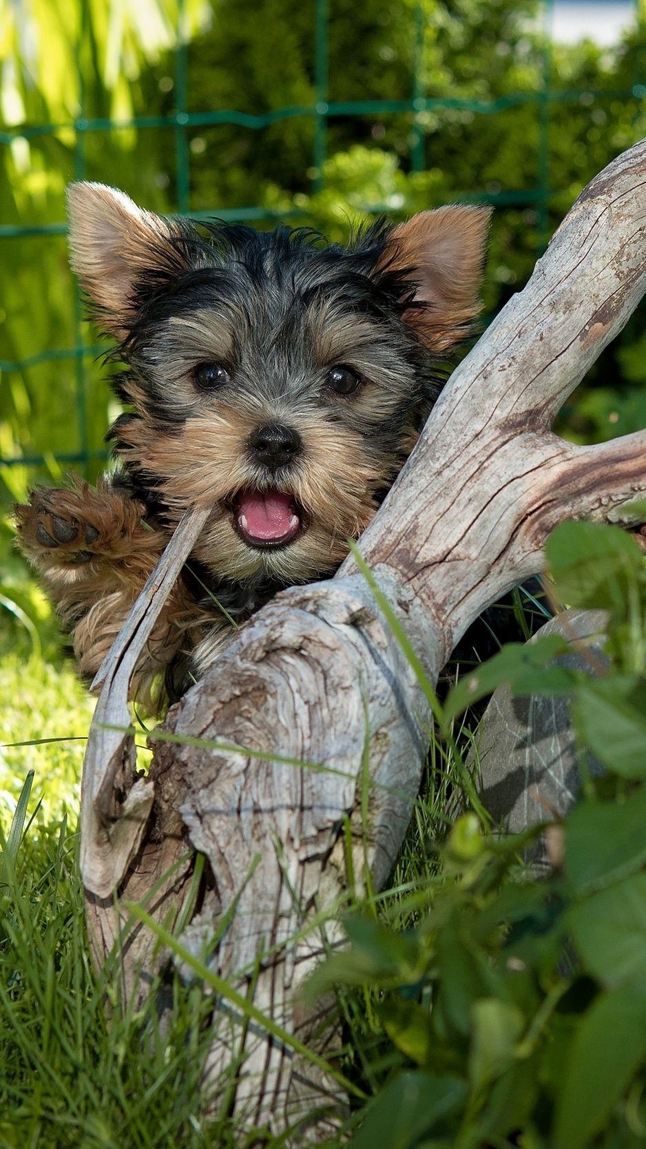 Yorkshire Terrier, Baum, Gras, Hund, Download, 940x1670 HD Handy