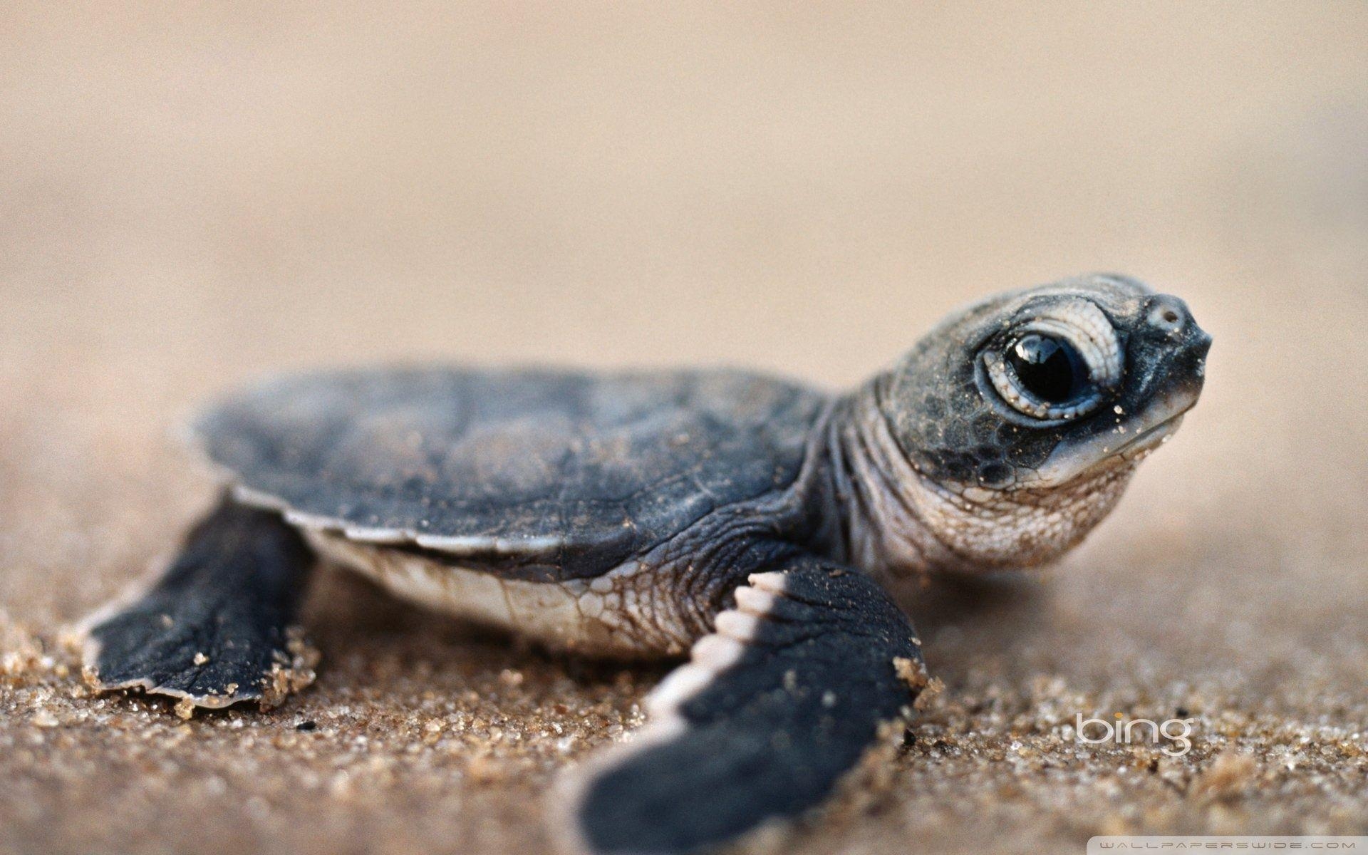 Baby-Schildkröte, 4K, HD, Desktop, Bild, 1920x1200 HD Desktop