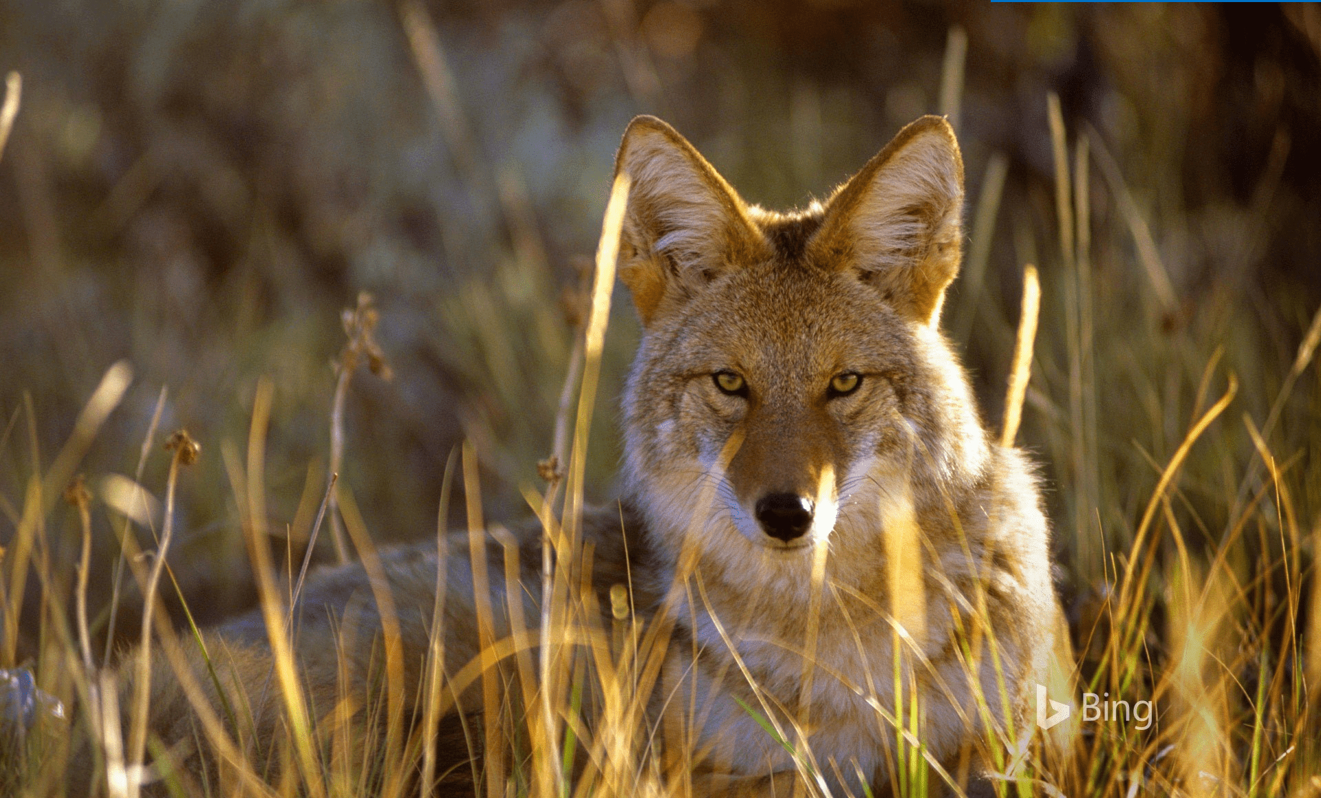 Coyote, Bing, Schönheit, Natur, Wildnis, 1920x1160 HD Desktop