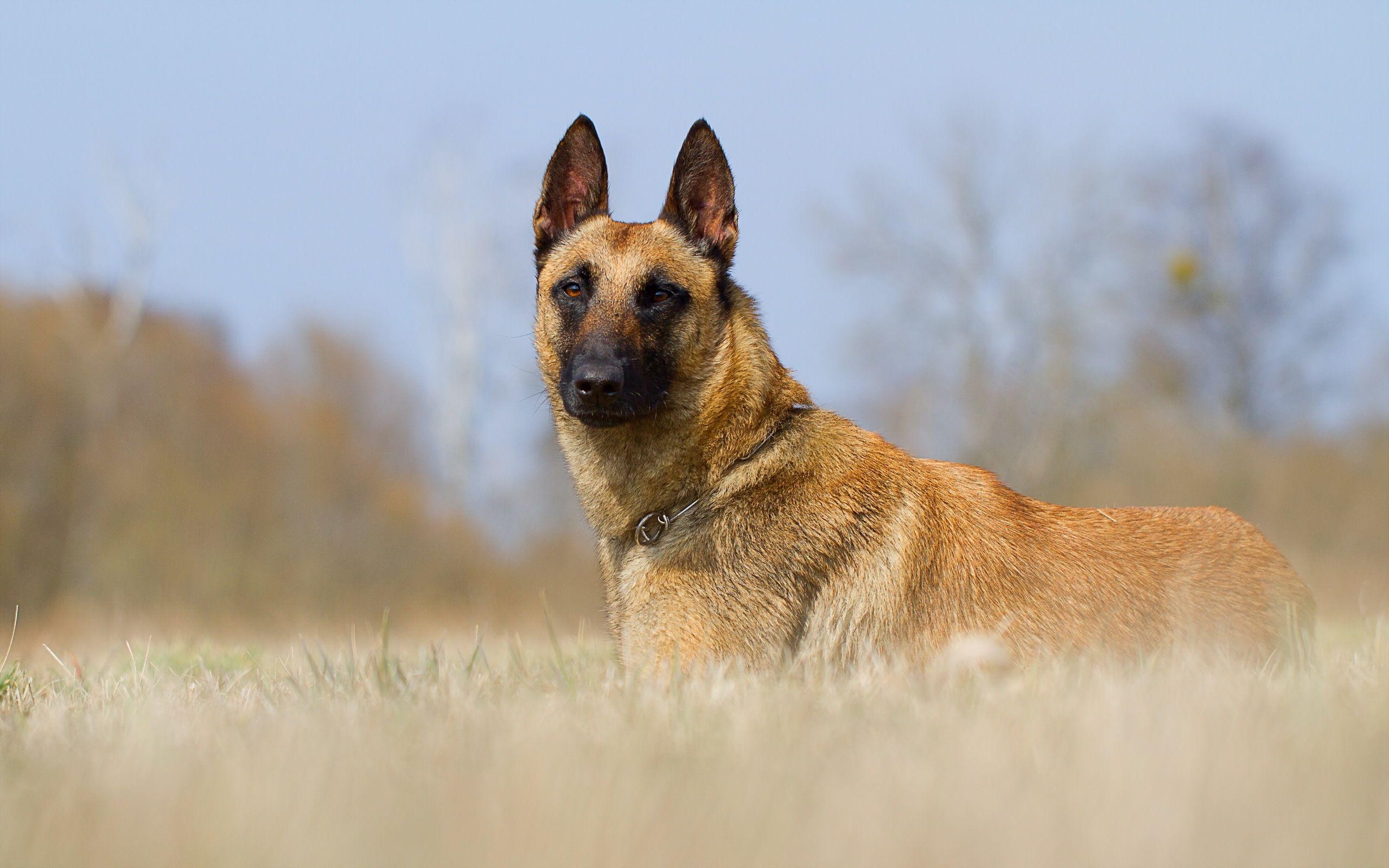 Schäferhund, Hunde, HD Bilder, Tierwelt, Hintergrund, 2560x1600 HD Desktop