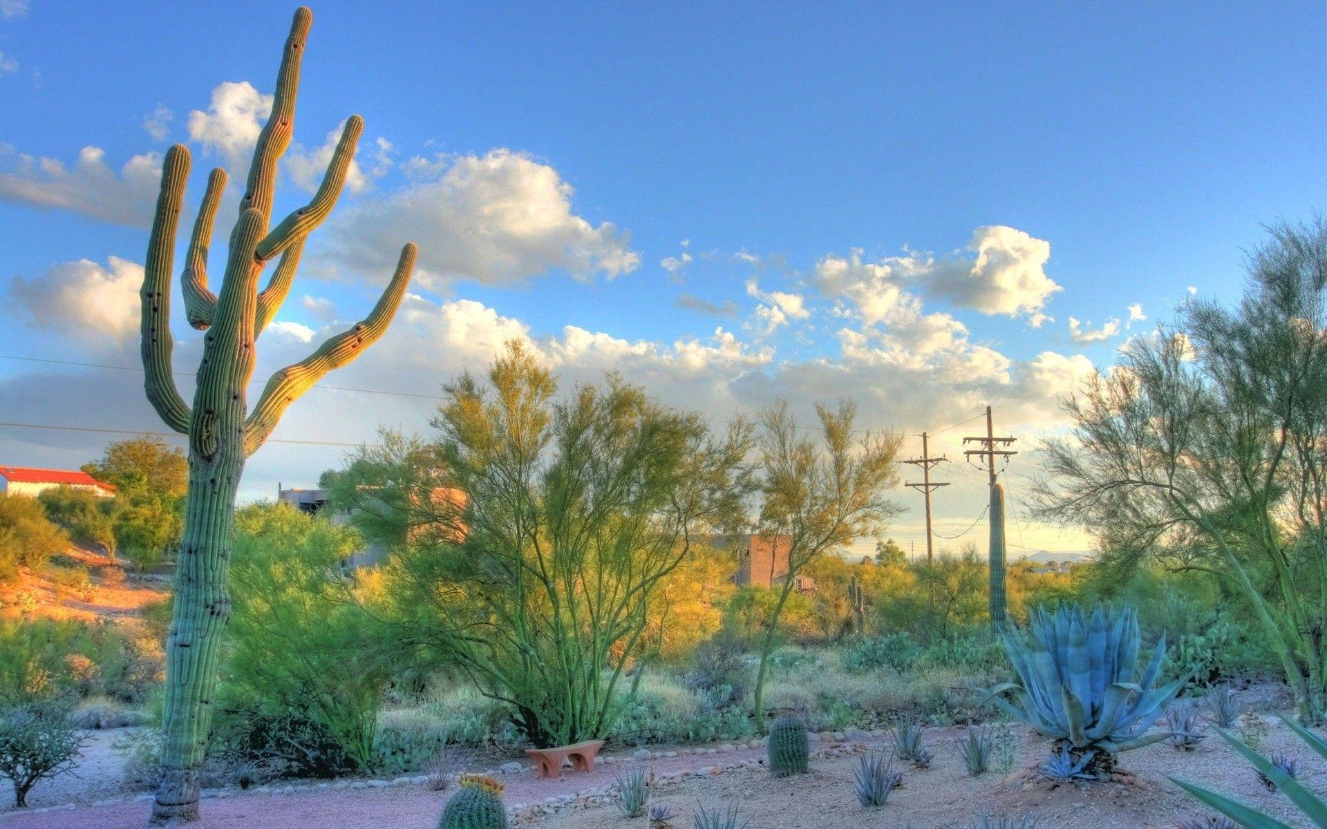 Tucson, Wüste, Hintergrundbild, Google, Tucson, 1920x1200 HD Desktop