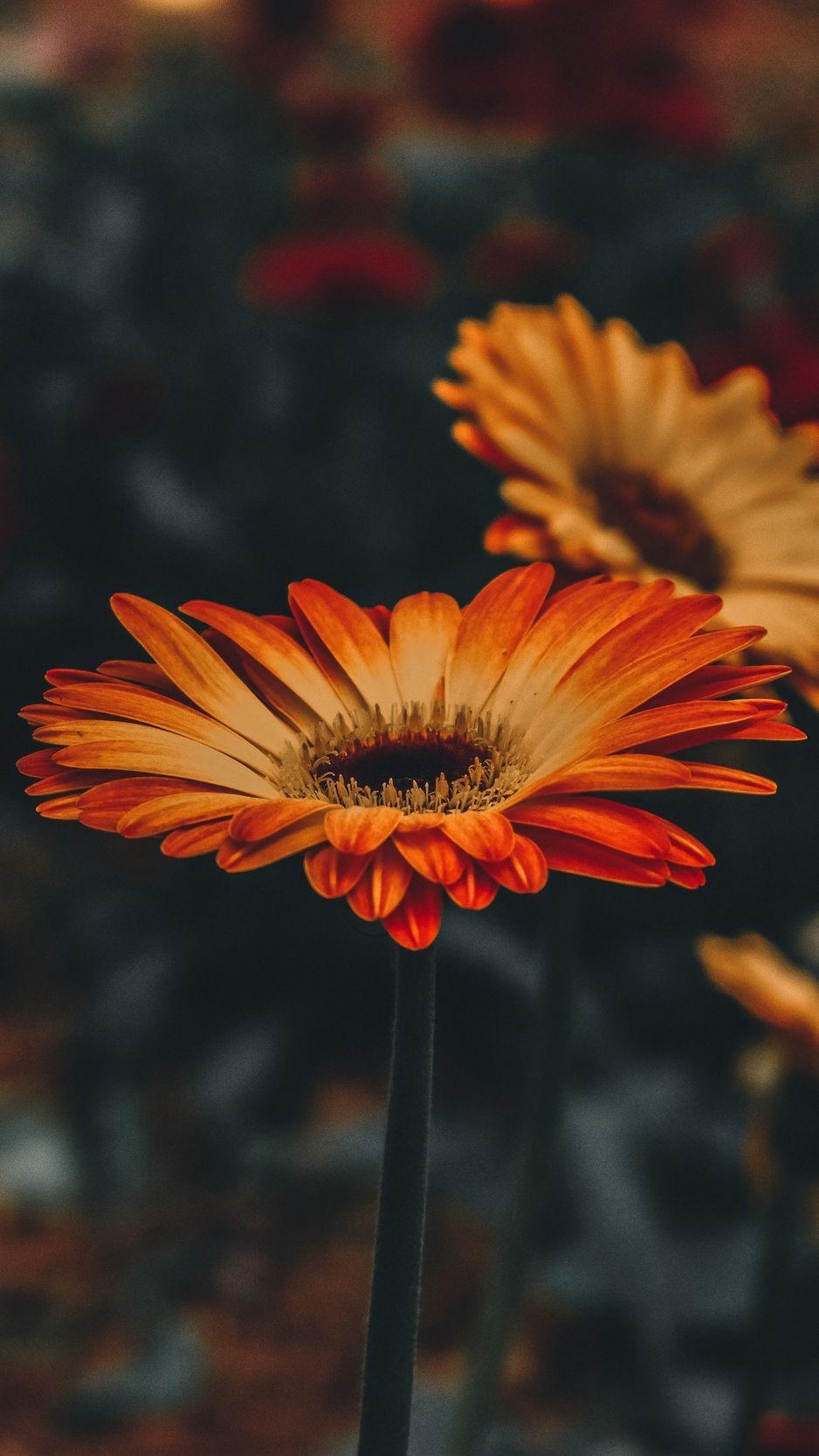 Gerbera, Unschärfe, Hintergrund, iPhone, Natur, 940x1670 HD Handy