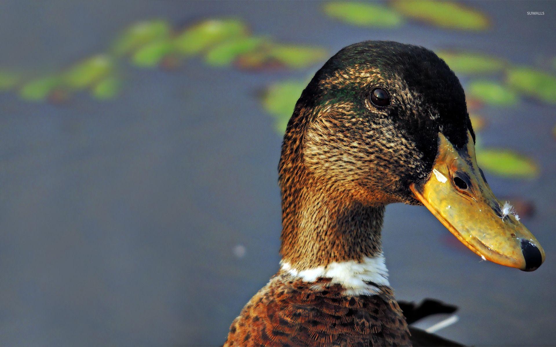 Ente, Tiere, Hintergrund, Entenbilder, Natur, 1920x1200 HD Desktop