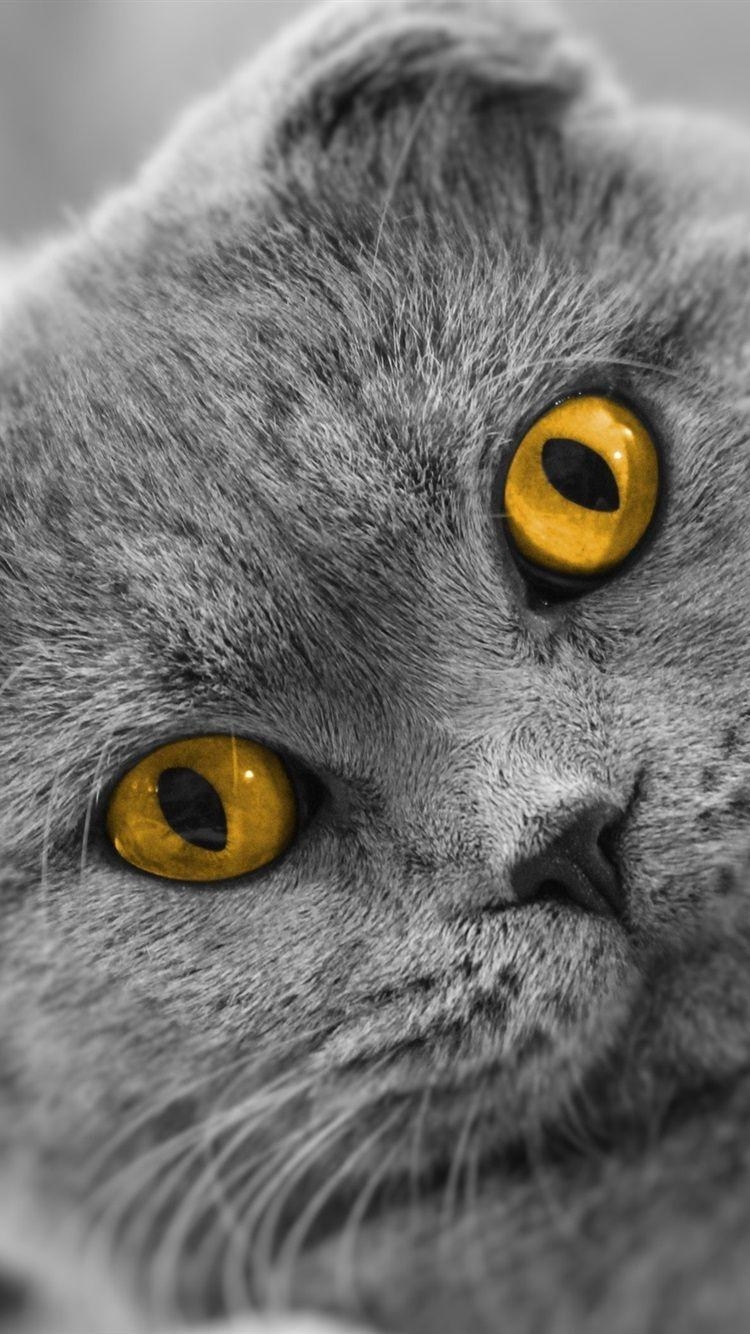 Scottish Fold Gelbe Augen, Smartphone-Hintergrund, Schottisch, Mobilbild, Katze, 750x1340 HD Handy