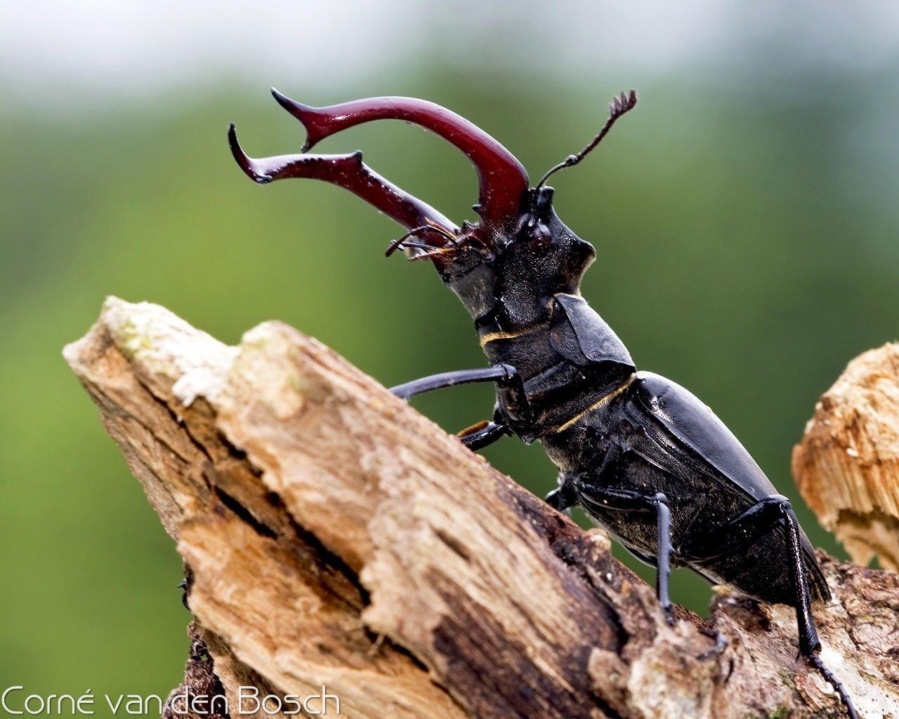 Insekten, Bild, Natur, Tiere, Hintergrund, 1280x1030 HD Desktop