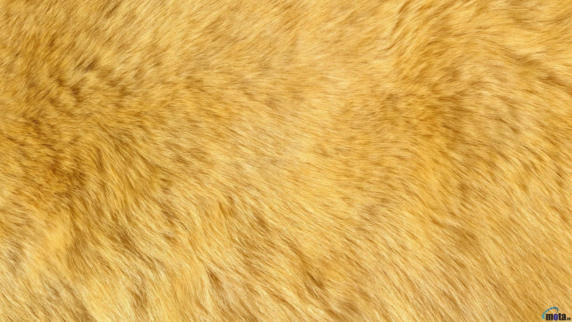 Tierfell, Kostenlos, Download, 1920x1080, Hintergrund, 1920x1080 Full HD Desktop
