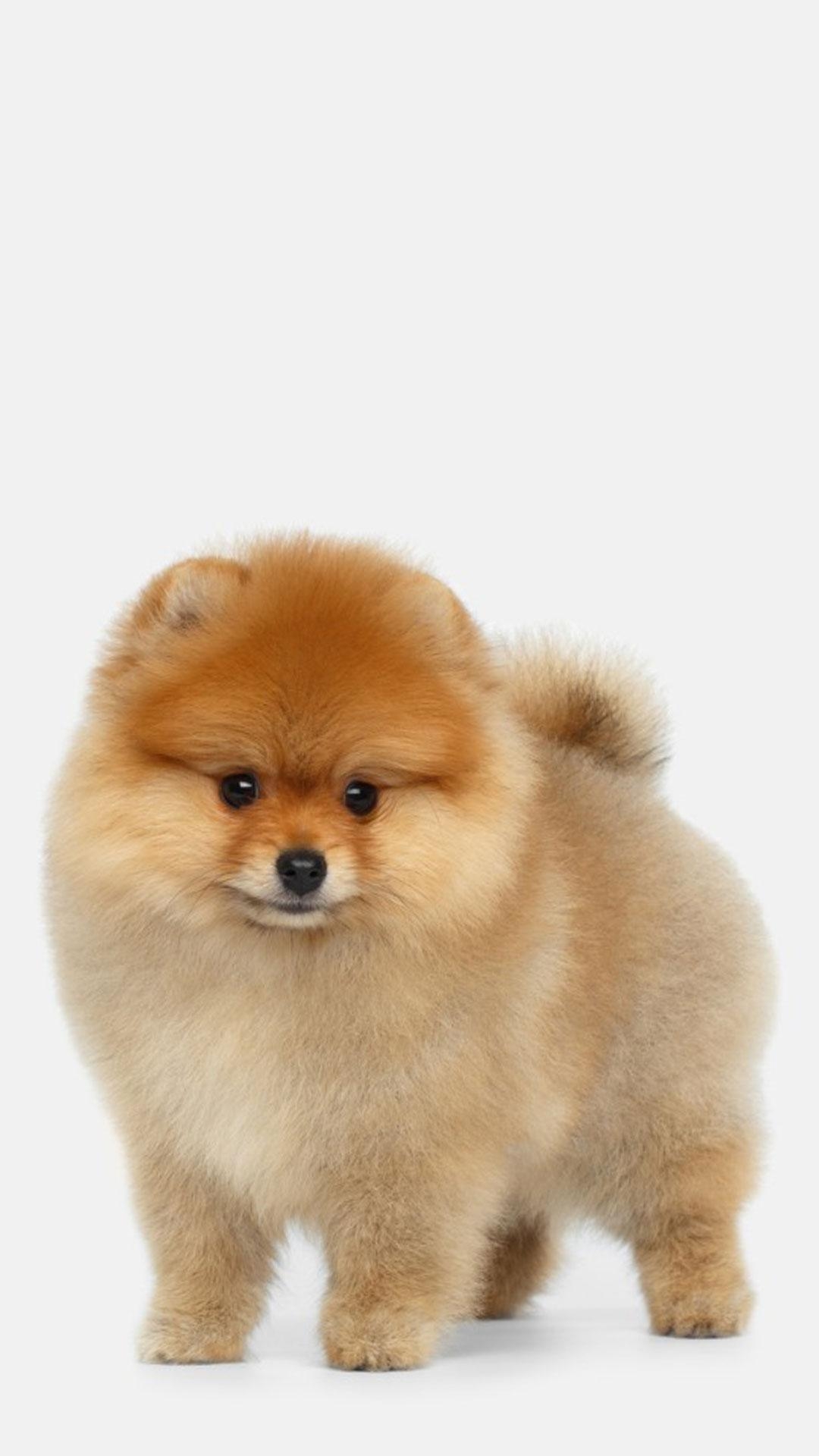 Niedlicher Pomeranian, Android, Tiere, Hintergrund, Handy, 1080x1920 Full HD Handy