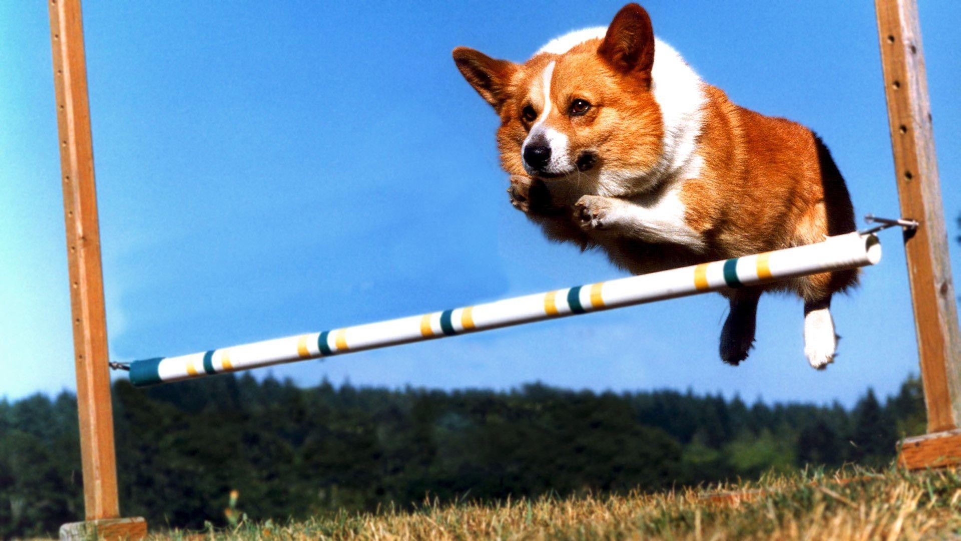 Fliegender Corgi, Niedlich, Hunde, Tierisch, Spaß, 1920x1080 Full HD Desktop