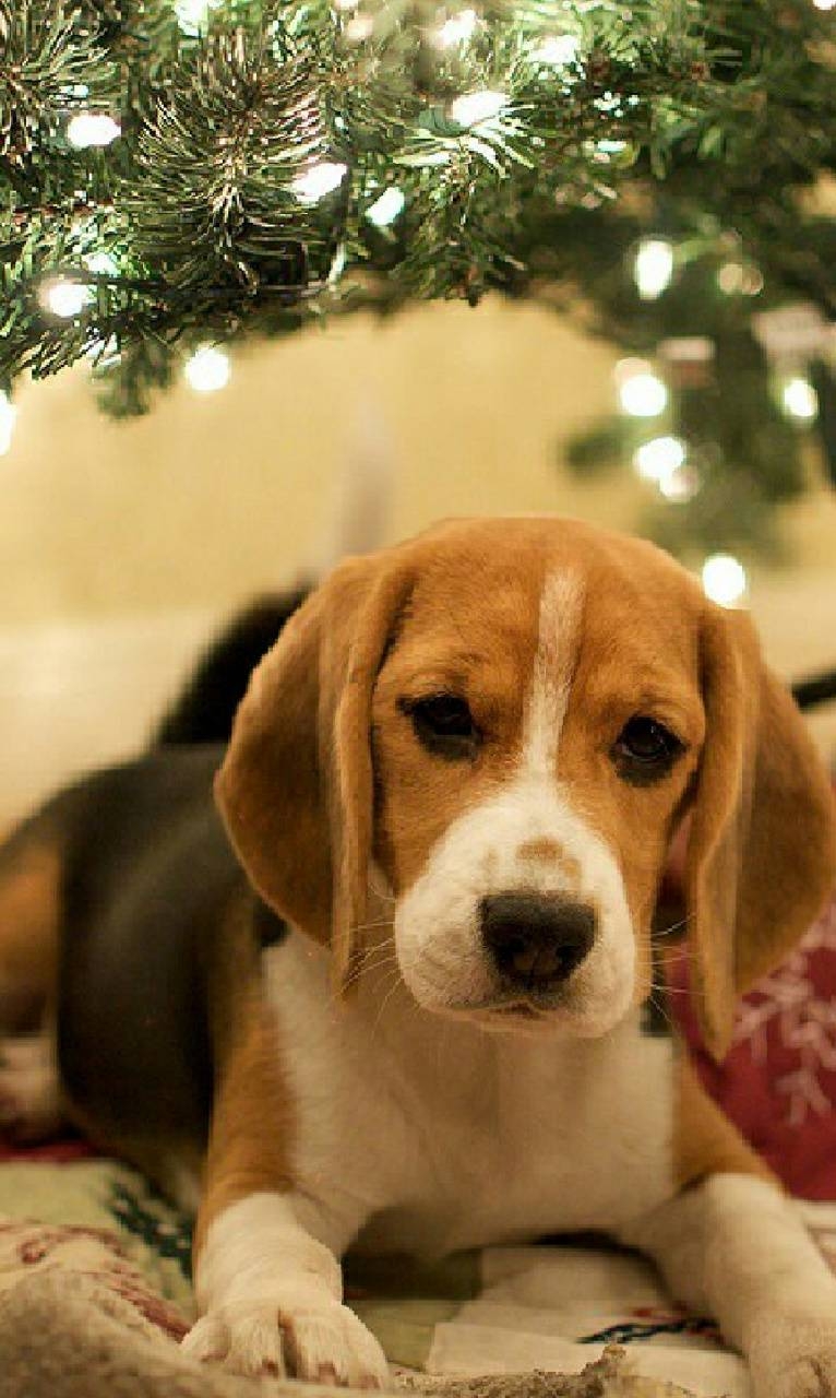 Weihnachtlicher Beagle, Bild, Hund, Feiertag, Niedlich, 770x1280 HD Handy