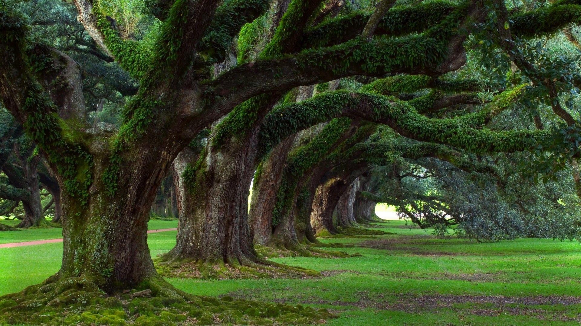 Louisiana, Natur, Eichenallee, Plantage, USA, 1920x1080 Full HD Desktop