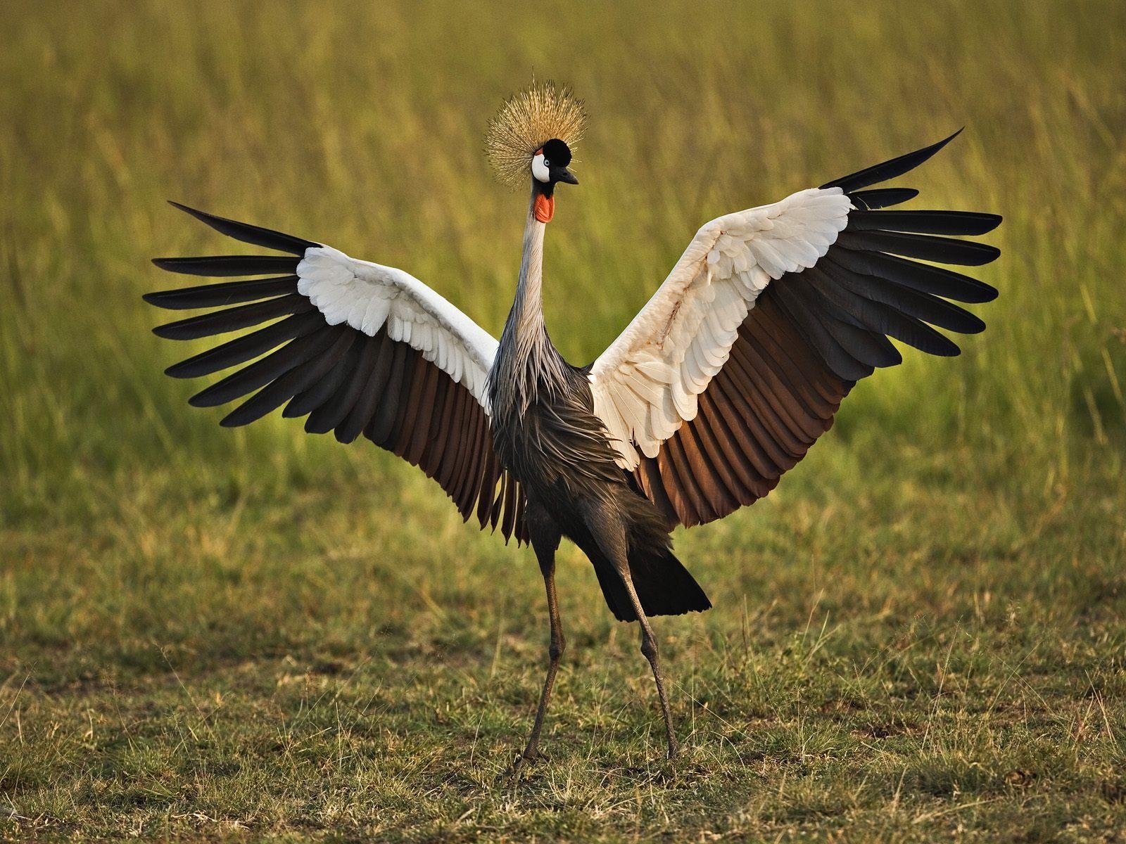 Kranich Vogel, x1200, HD, Hintergrund, Natur, 1600x1200 HD Desktop