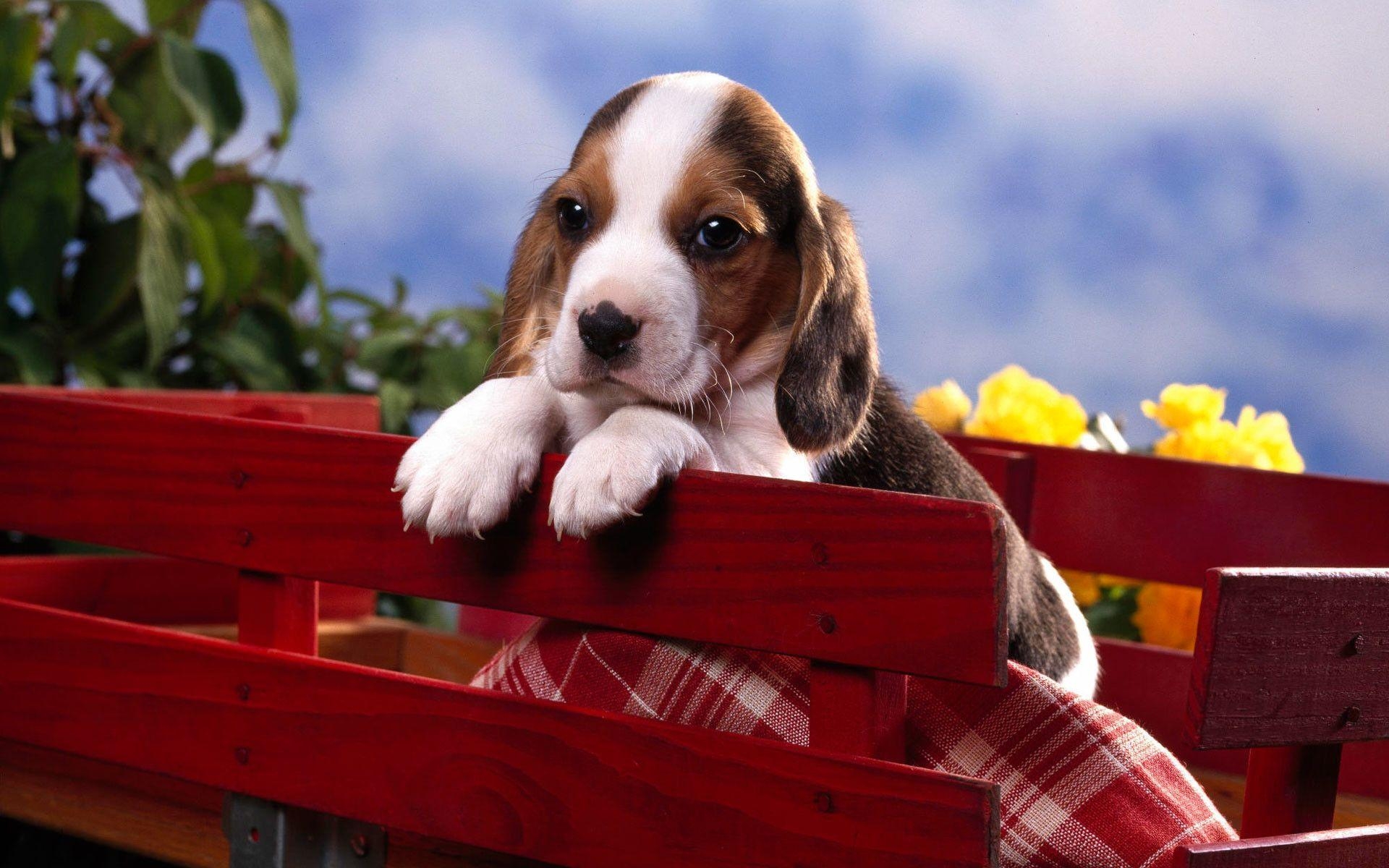 Beagle Welpe, Hintergrund, Bild, Hund, Niedlich, 1920x1200 HD Desktop