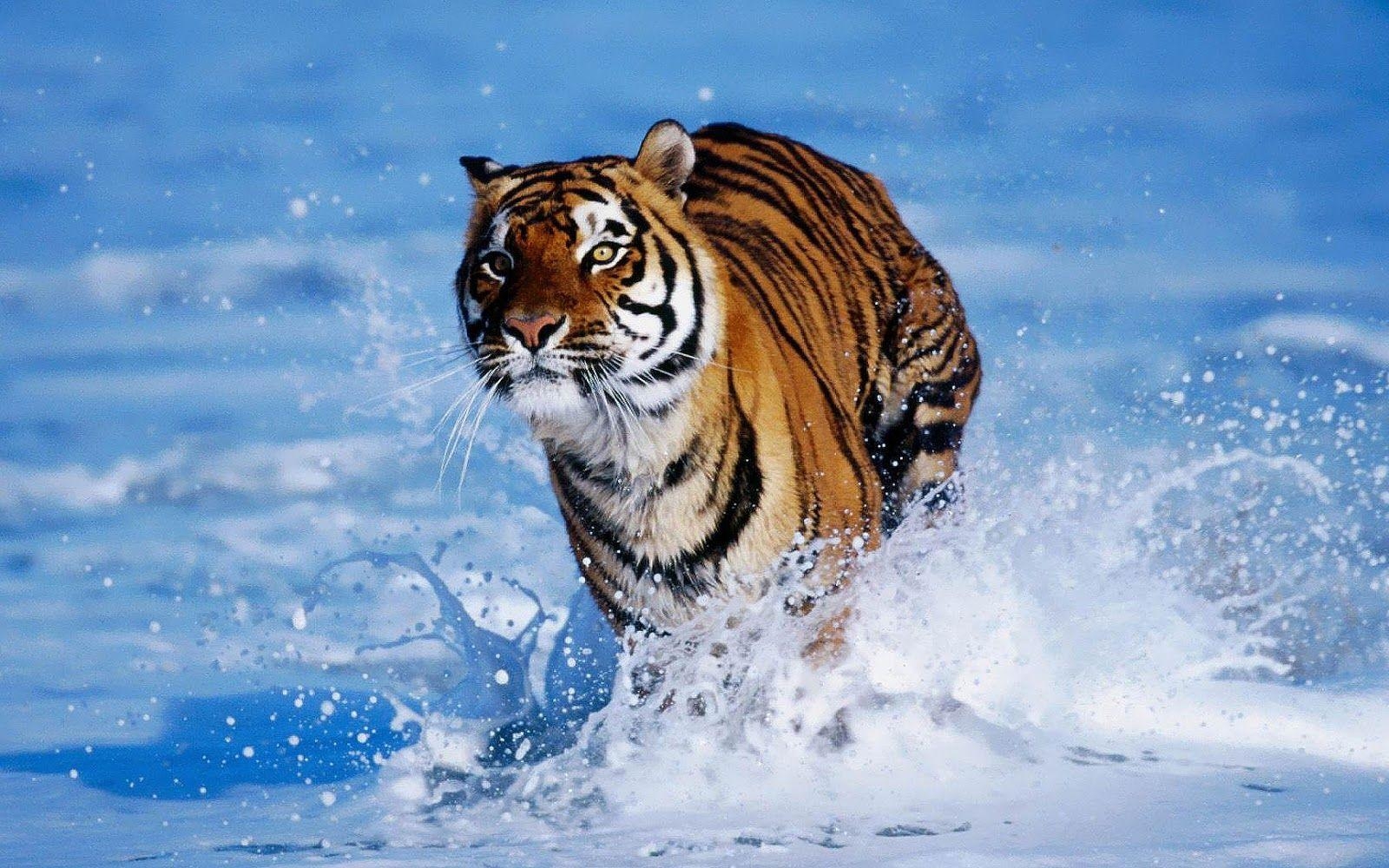 Tiger, Wildtiere, PNG, Natur, Tierbilder, 1600x1000 HD Desktop