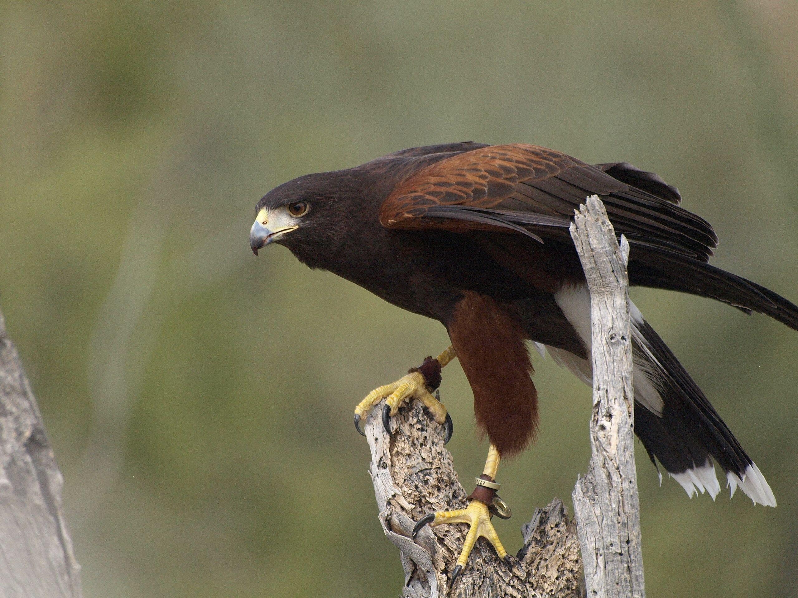 Harris-Habicht, Tierbild, HQ-Bild, Greifvogel, 2560x1920 HD Desktop