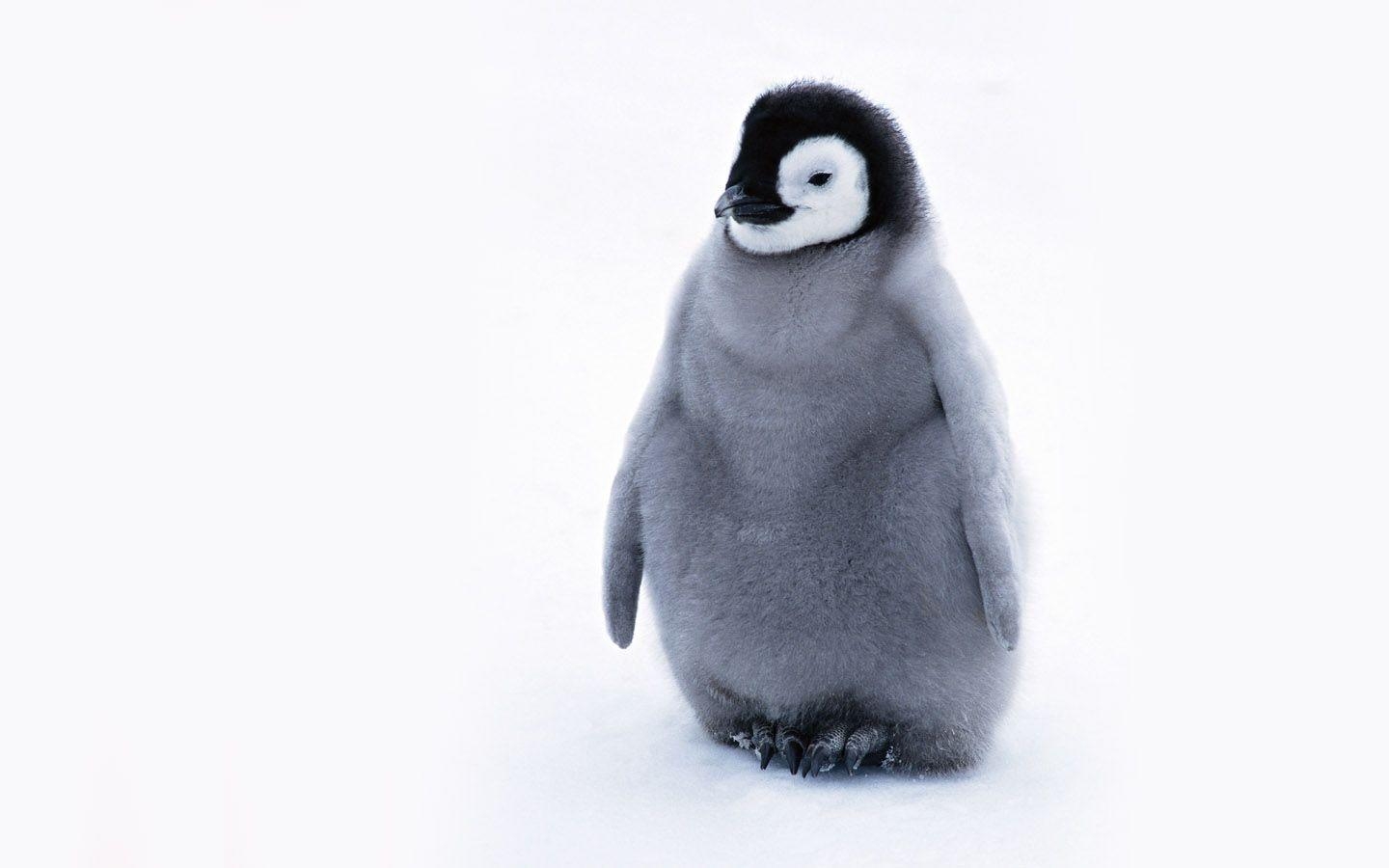 Baby Pinguin, Freier Download, Hintergrund, Tier, Süß, 1440x900 HD Desktop