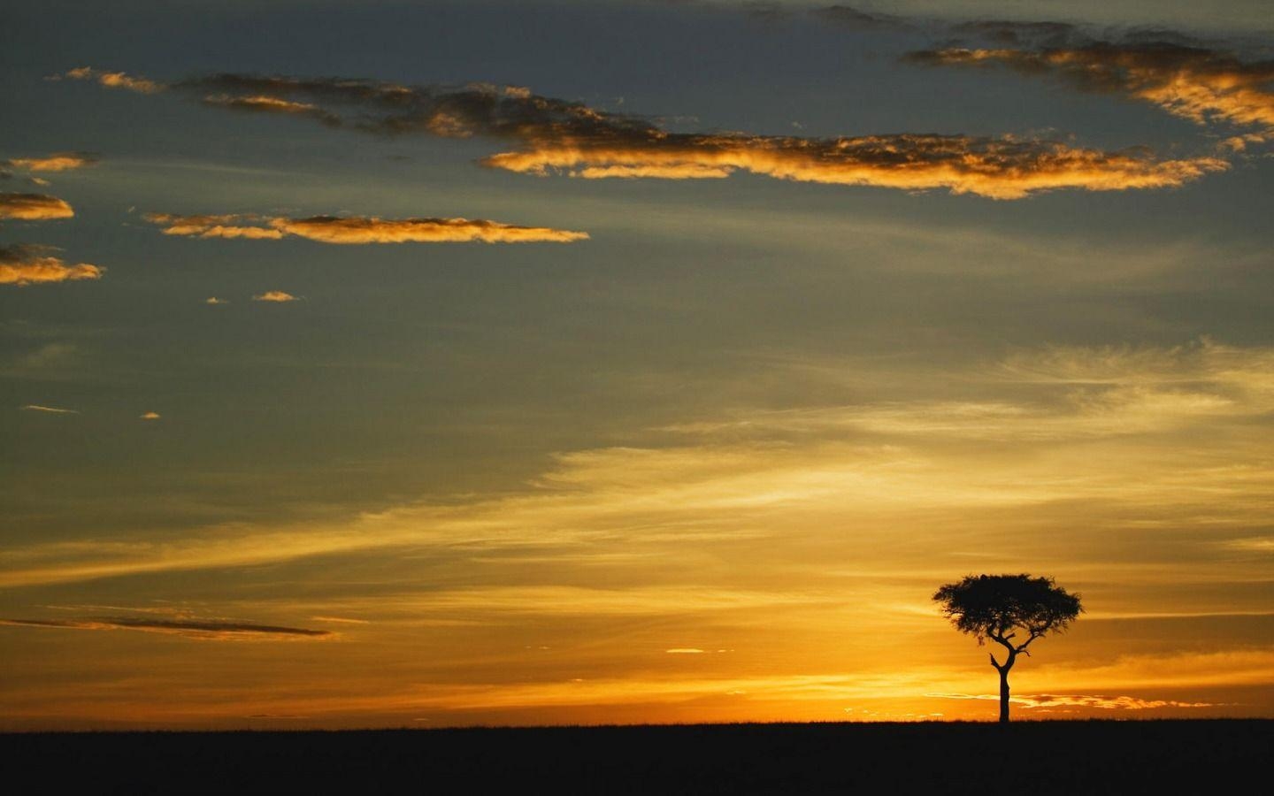 Akazienbäume, Kenia, Natur, JPG Hintergrund, 1440x900 HD Desktop