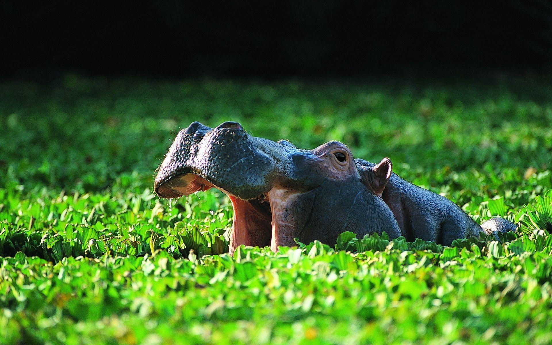 Hippopotamus, Tier, Afrika, Wasser, Bild, 1920x1200 HD Desktop