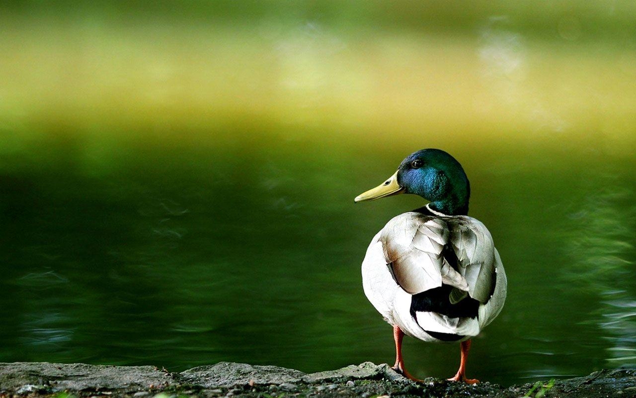 Ente, 13942 px, Lebensecht, Farbenfroh, Szene, 1280x800 HD Desktop
