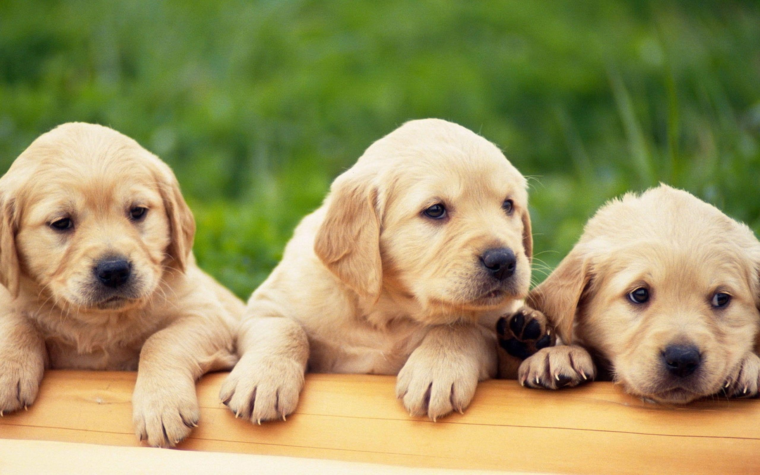 Labrador Retriever, Tiere, Hund, 21x1600, Hintergrund, 2560x1600 HD Desktop