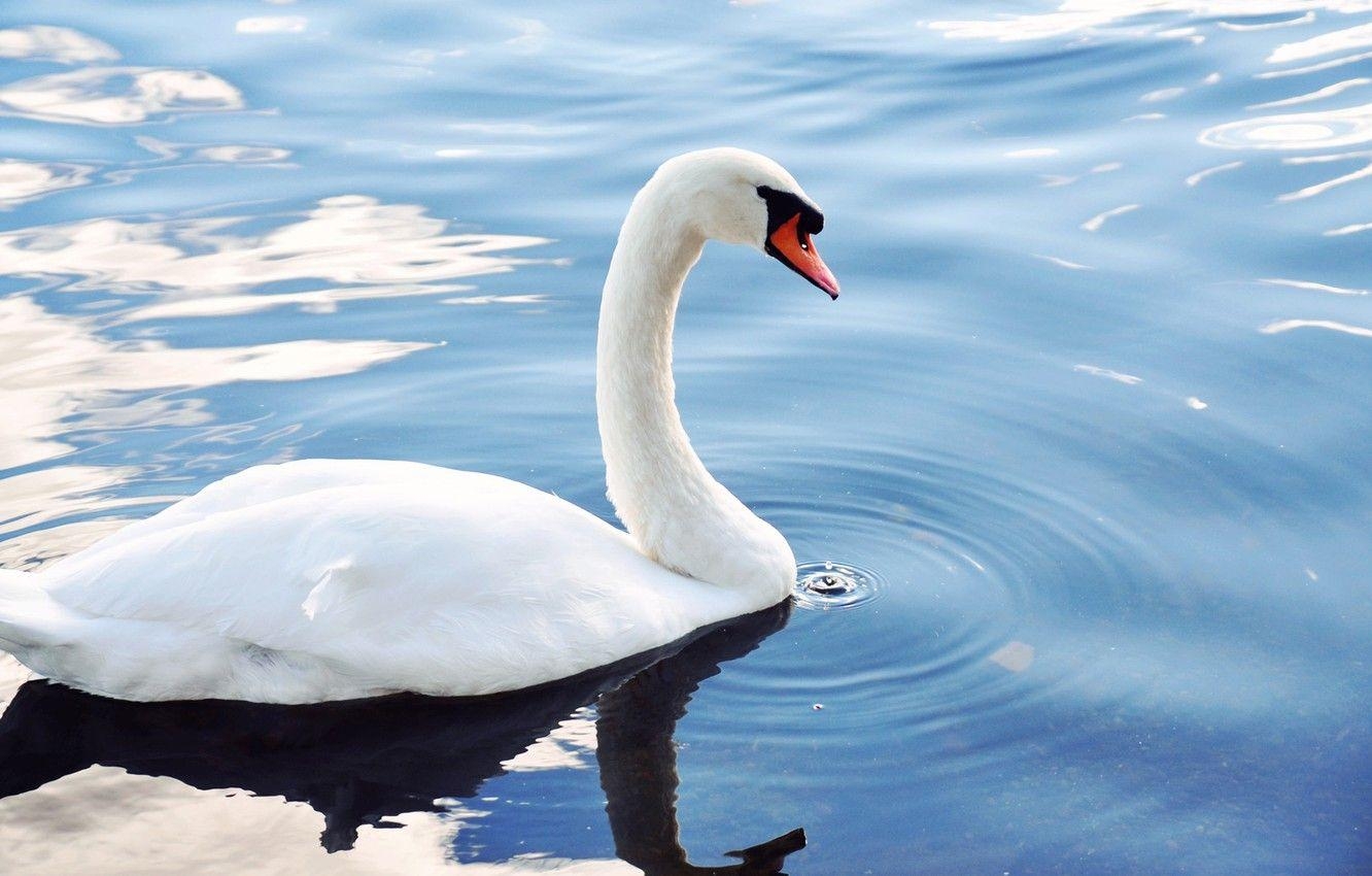 Weißer Schwan, Eleganz, Natur, Vogelwelt, 1340x850 HD Desktop